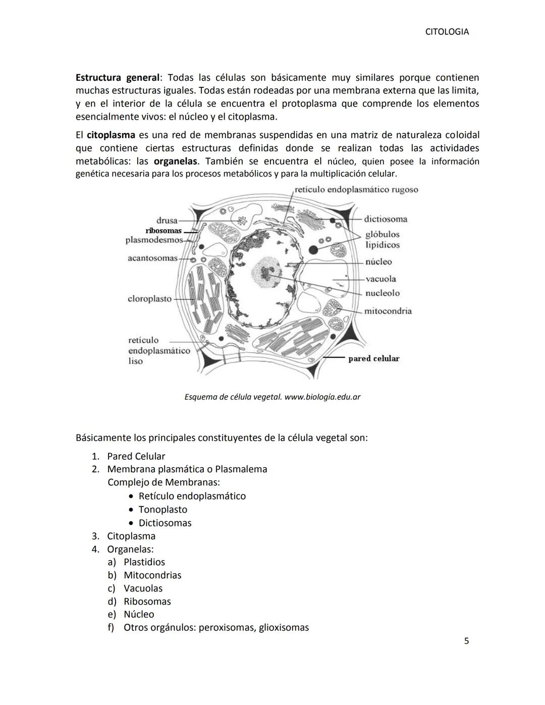 # UNSL-FICA
DEPARTAMENTO DE CIENCIAS AGROPECUARIAS
MORFOLOGIA VEGETAL
CITOLOGIA
ING.AGR. MARCELA MANRIQUE
Dra. M. Cecilia Fernández Belmo