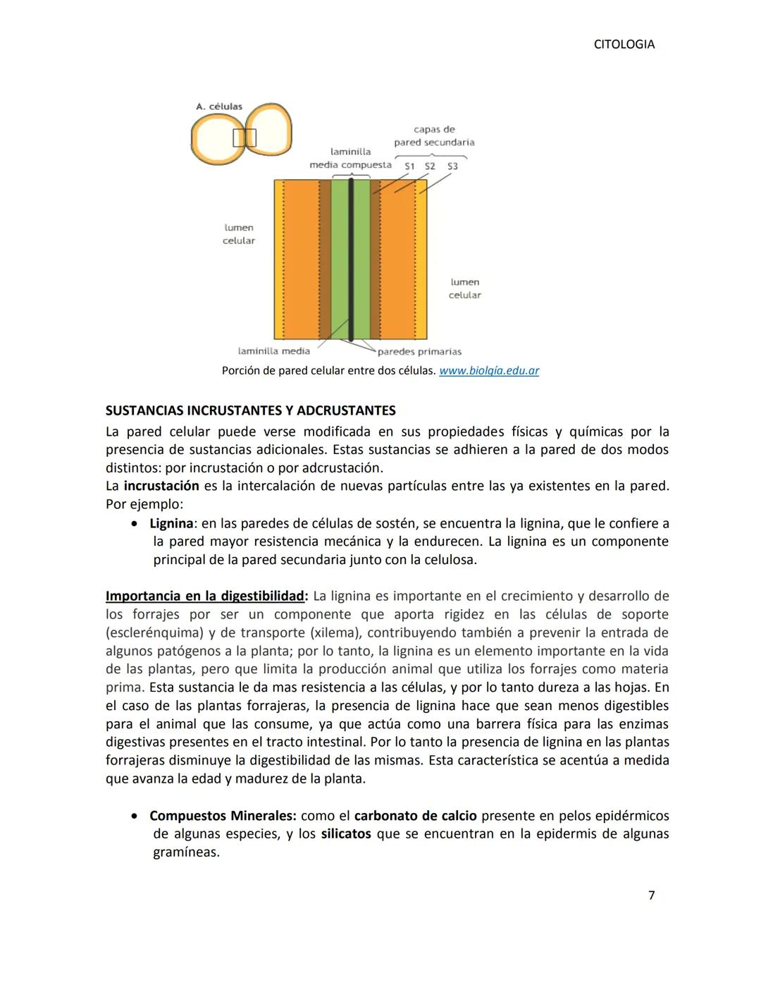 # UNSL-FICA
DEPARTAMENTO DE CIENCIAS AGROPECUARIAS
MORFOLOGIA VEGETAL
CITOLOGIA
ING.AGR. MARCELA MANRIQUE
Dra. M. Cecilia Fernández Belmo