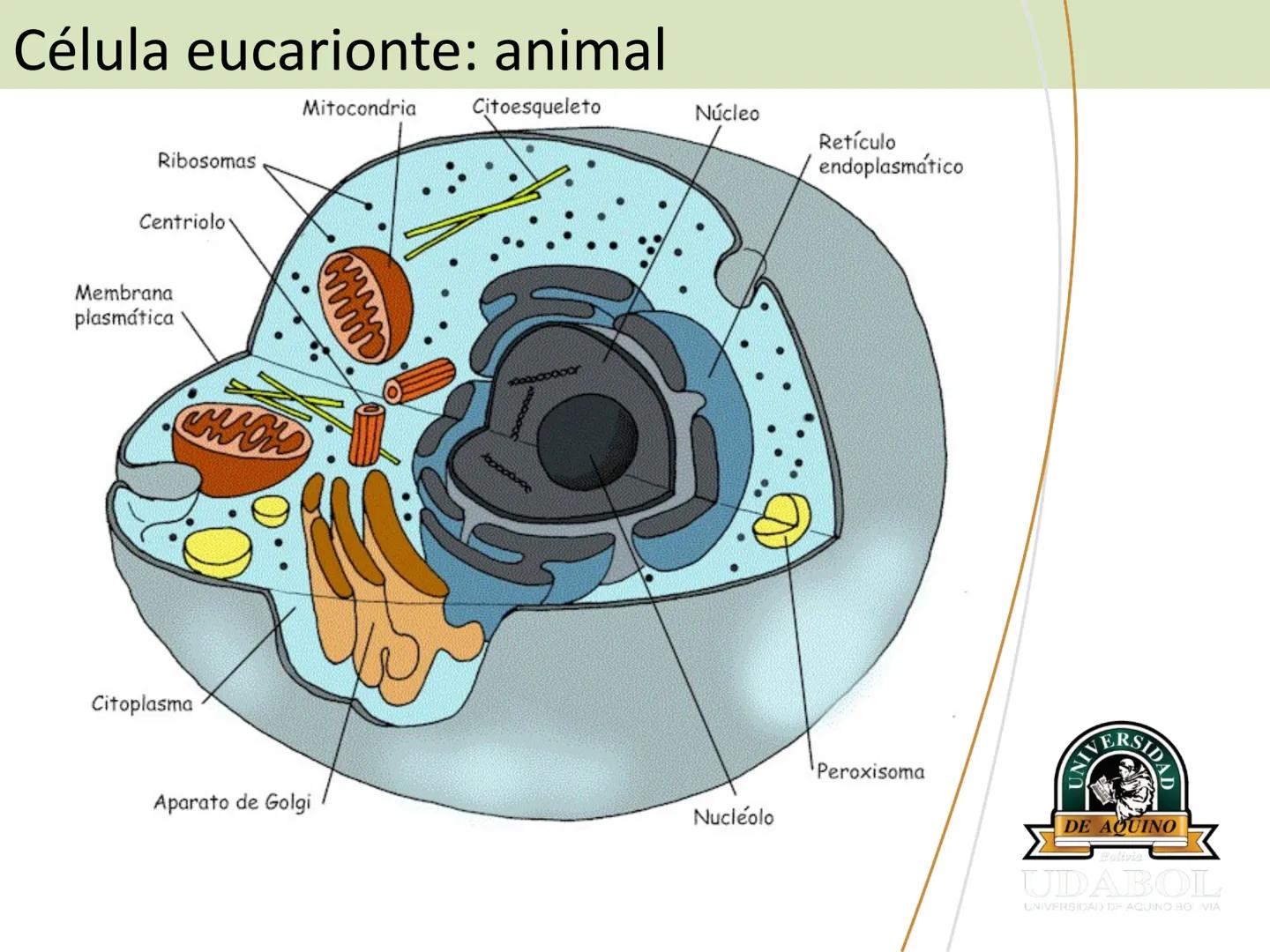 UNIVERSI
DE AQUINO
Bolivia
UDABOL
UNIVERSIDAD DE AQUINO BOLIVIA
UNIVERSIDAD DE AQUINO BOLIVIA – SANTA CRUZ
FACULTAD DE CIENCIAS DE LA SALUD
