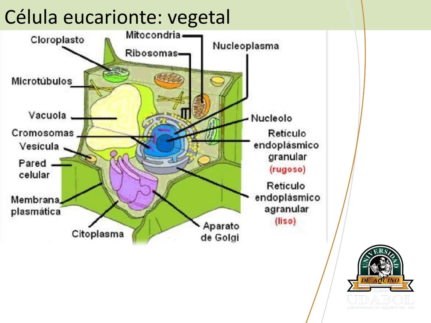 UNIVERSI
DE AQUINO
Bolivia
UDABOL
UNIVERSIDAD DE AQUINO BOLIVIA
UNIVERSIDAD DE AQUINO BOLIVIA – SANTA CRUZ
FACULTAD DE CIENCIAS DE LA SALUD