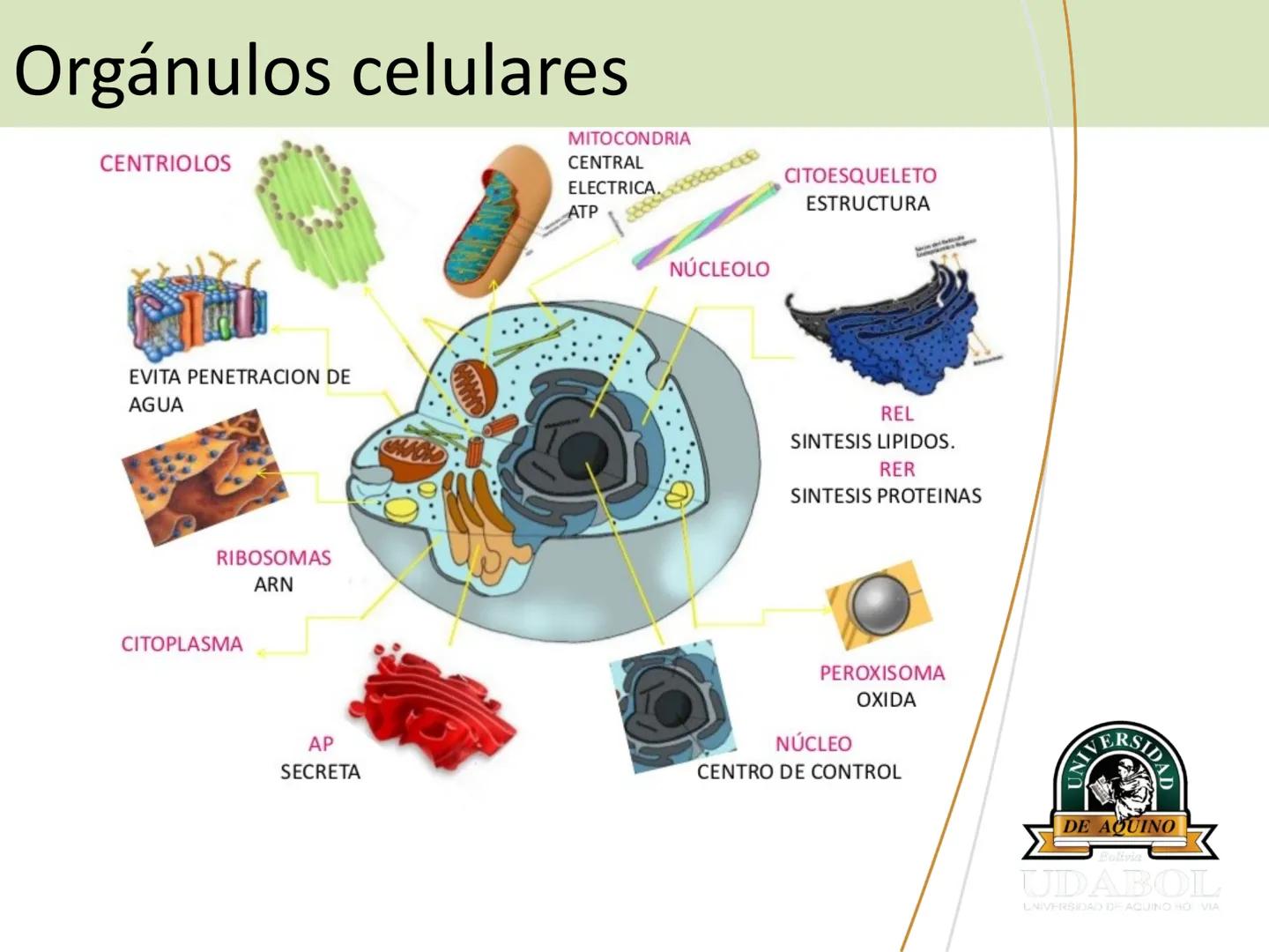 UNIVERSI
DE AQUINO
Bolivia
UDABOL
UNIVERSIDAD DE AQUINO BOLIVIA
UNIVERSIDAD DE AQUINO BOLIVIA – SANTA CRUZ
FACULTAD DE CIENCIAS DE LA SALUD