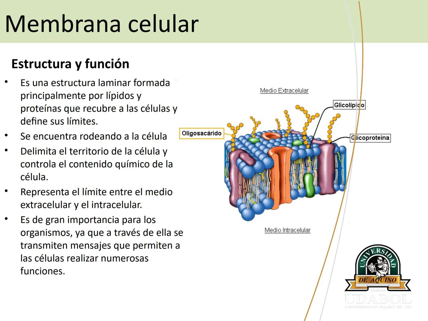 UNIVERSI
DE AQUINO
Bolivia
UDABOL
UNIVERSIDAD DE AQUINO BOLIVIA
UNIVERSIDAD DE AQUINO BOLIVIA – SANTA CRUZ
FACULTAD DE CIENCIAS DE LA SALUD