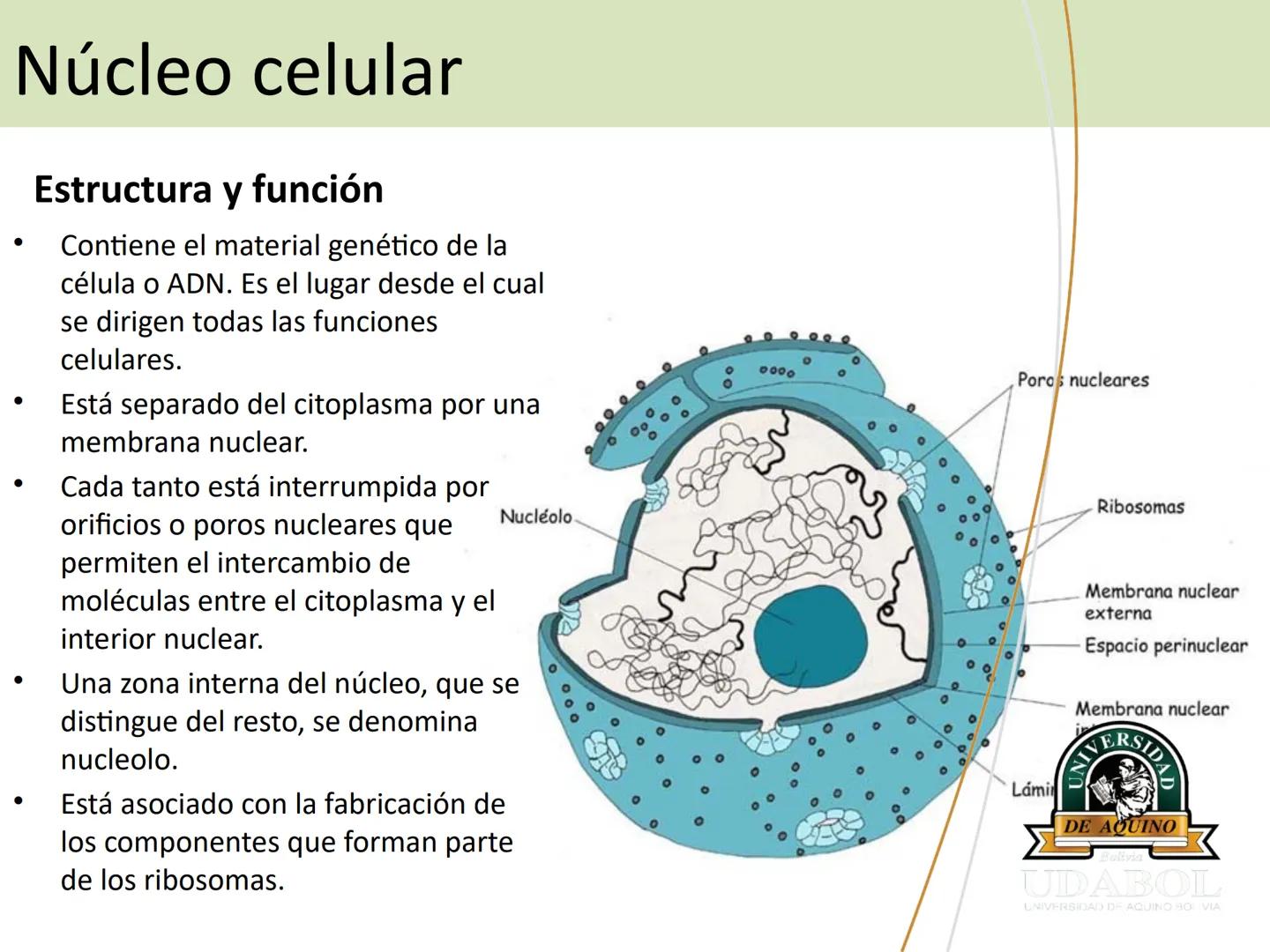 UNIVERSI
DE AQUINO
Bolivia
UDABOL
UNIVERSIDAD DE AQUINO BOLIVIA
UNIVERSIDAD DE AQUINO BOLIVIA – SANTA CRUZ
FACULTAD DE CIENCIAS DE LA SALUD