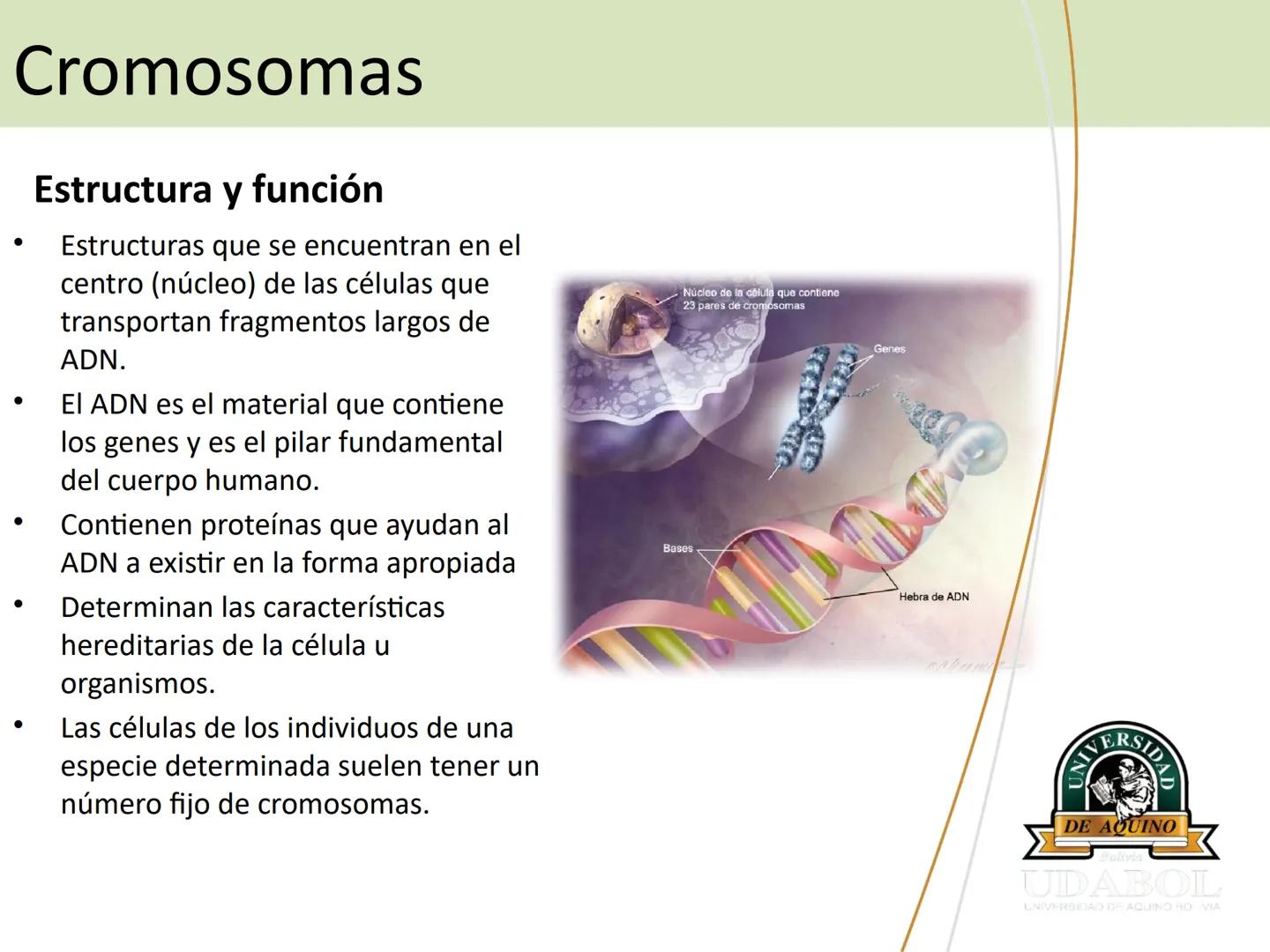 UNIVERSI
DE AQUINO
Bolivia
UDABOL
UNIVERSIDAD DE AQUINO BOLIVIA
UNIVERSIDAD DE AQUINO BOLIVIA – SANTA CRUZ
FACULTAD DE CIENCIAS DE LA SALUD