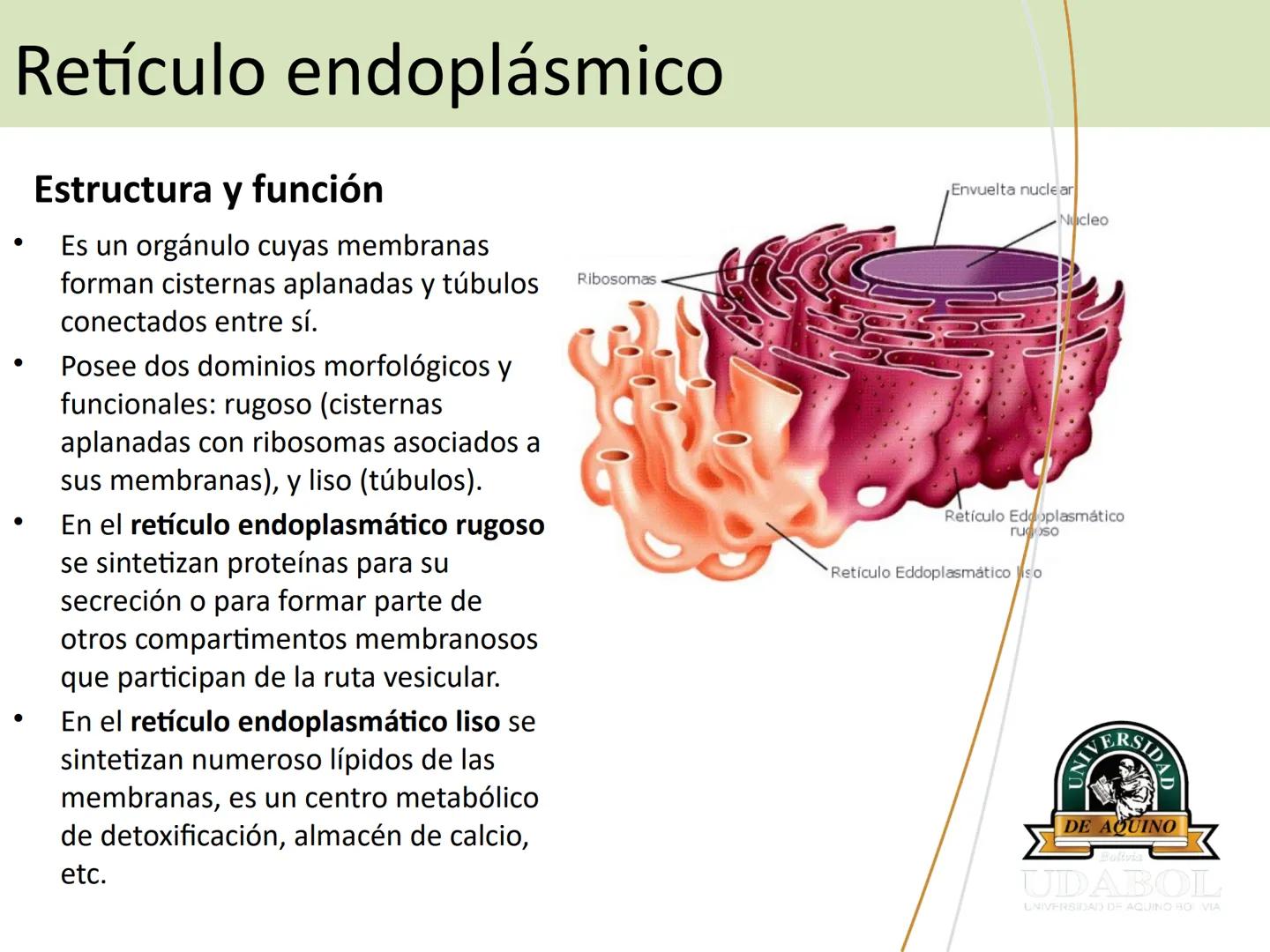 UNIVERSI
DE AQUINO
Bolivia
UDABOL
UNIVERSIDAD DE AQUINO BOLIVIA
UNIVERSIDAD DE AQUINO BOLIVIA – SANTA CRUZ
FACULTAD DE CIENCIAS DE LA SALUD