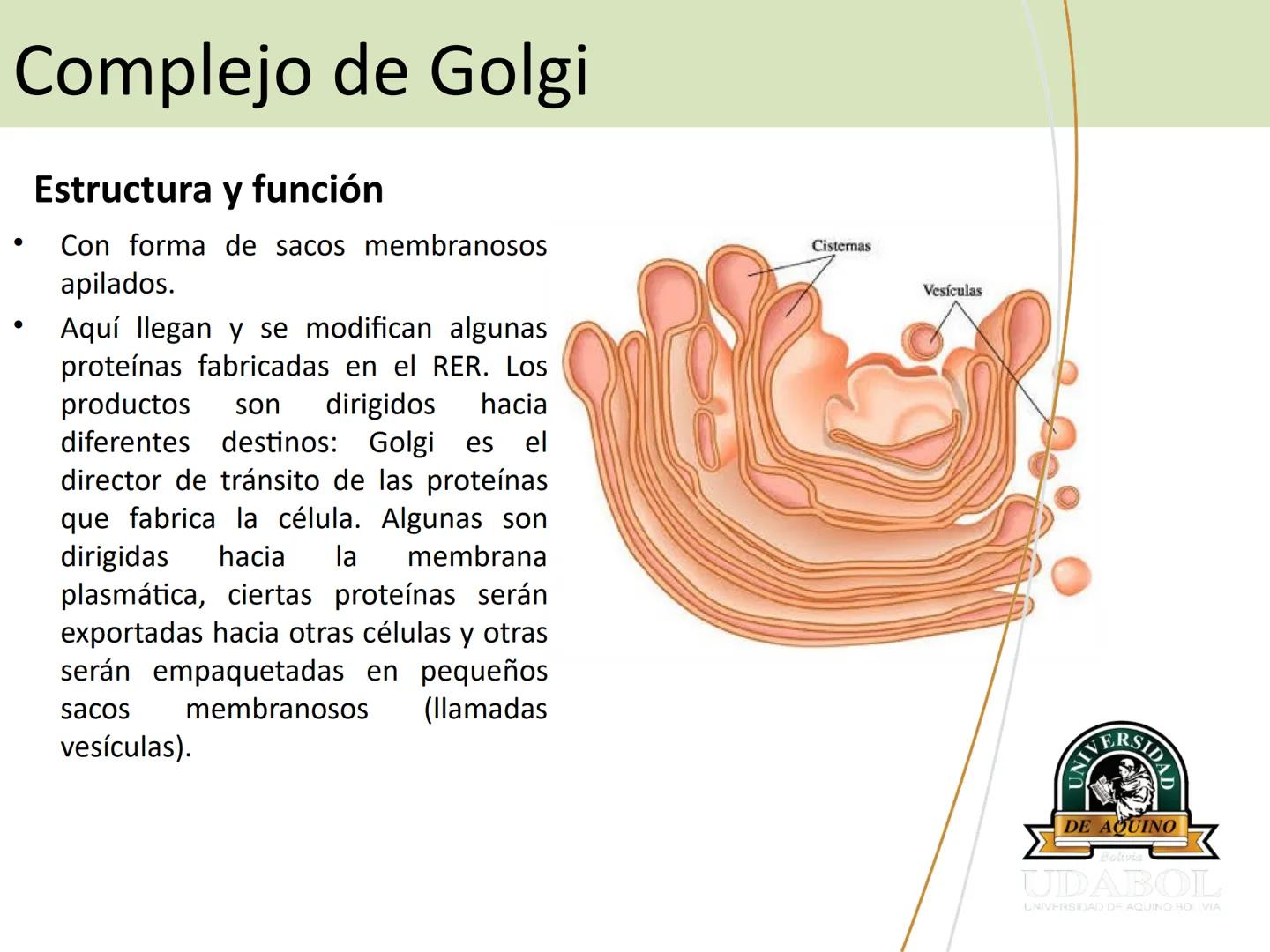 UNIVERSI
DE AQUINO
Bolivia
UDABOL
UNIVERSIDAD DE AQUINO BOLIVIA
UNIVERSIDAD DE AQUINO BOLIVIA – SANTA CRUZ
FACULTAD DE CIENCIAS DE LA SALUD