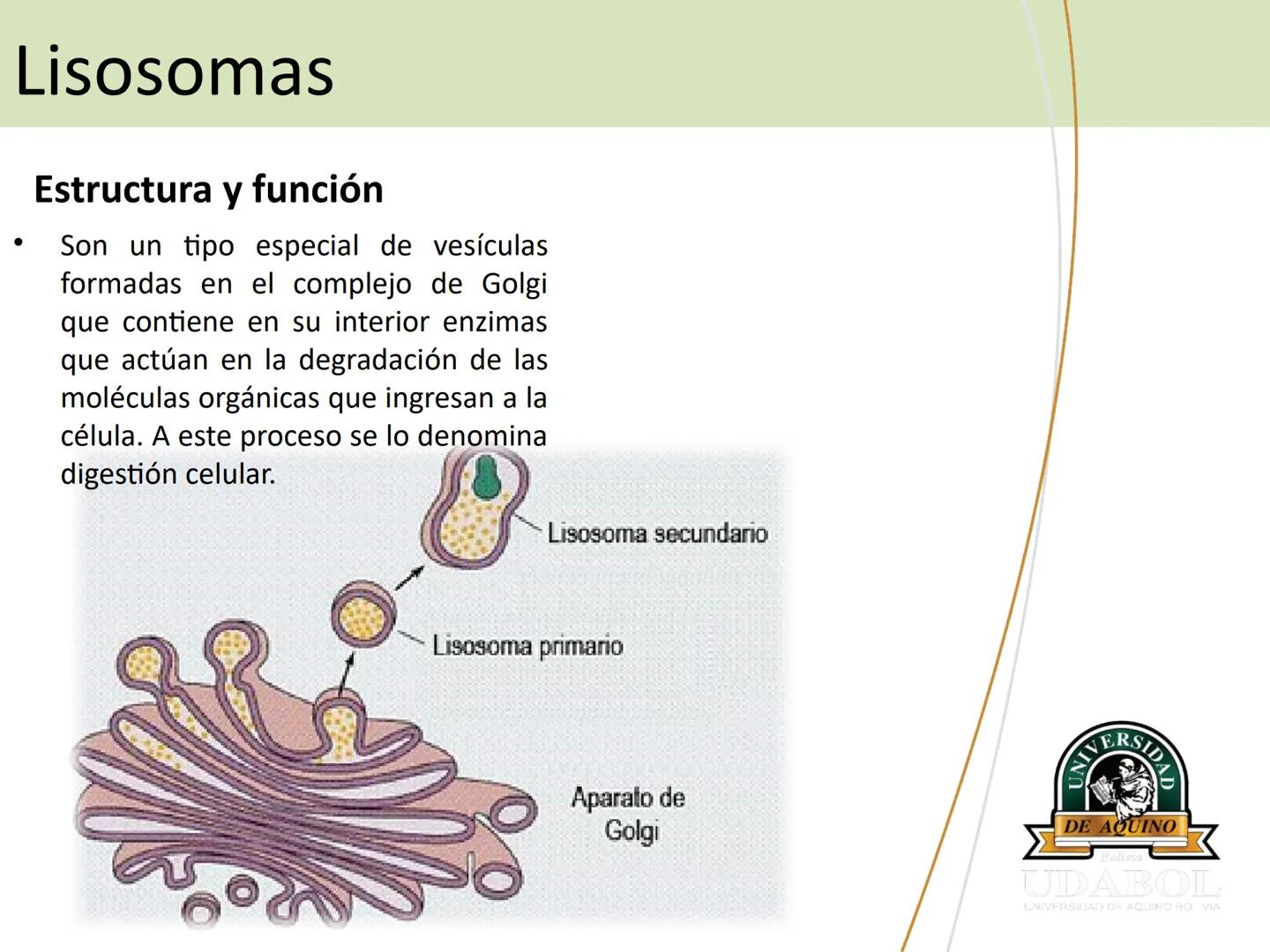 UNIVERSI
DE AQUINO
Bolivia
UDABOL
UNIVERSIDAD DE AQUINO BOLIVIA
UNIVERSIDAD DE AQUINO BOLIVIA – SANTA CRUZ
FACULTAD DE CIENCIAS DE LA SALUD