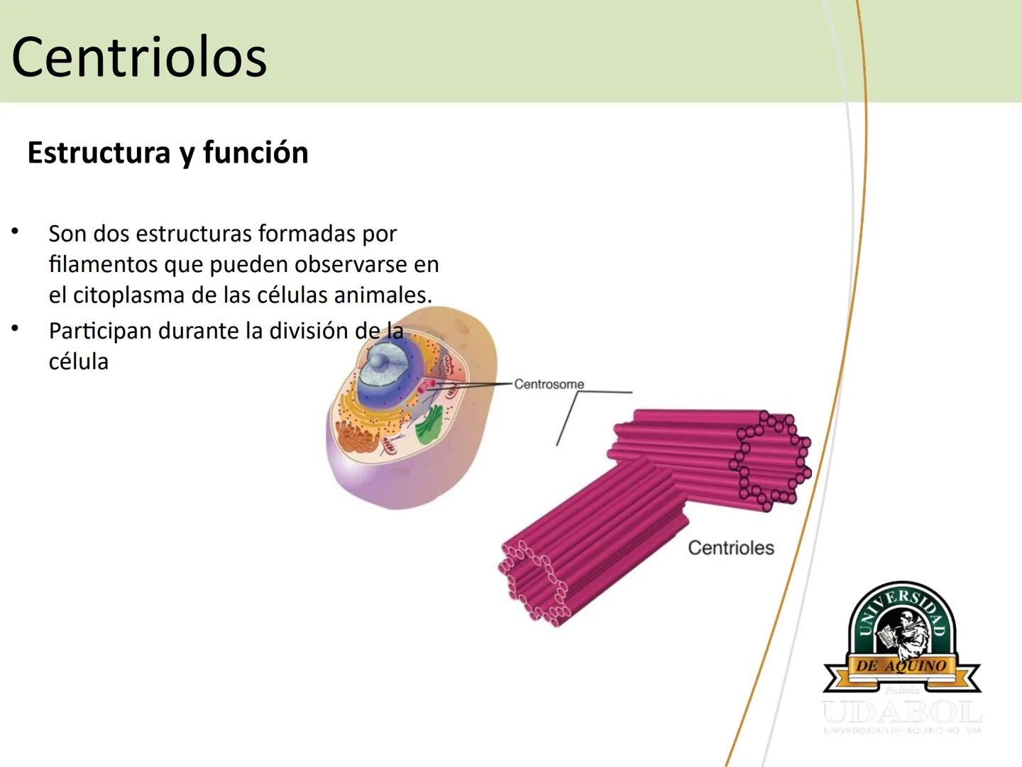 UNIVERSI
DE AQUINO
Bolivia
UDABOL
UNIVERSIDAD DE AQUINO BOLIVIA
UNIVERSIDAD DE AQUINO BOLIVIA – SANTA CRUZ
FACULTAD DE CIENCIAS DE LA SALUD