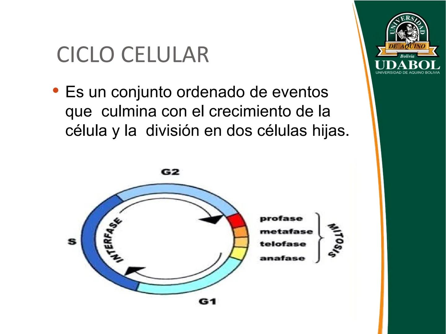 UNIVERSI
DE AQUINO
Bolivia
UDABOL
UNIVERSIDAD DE AQUINO BOLIVIA
UNIVERSIDAD DE AQUINO BOLIVIA – SANTA CRUZ
FACULTAD DE CIENCIAS DE LA SALUD
