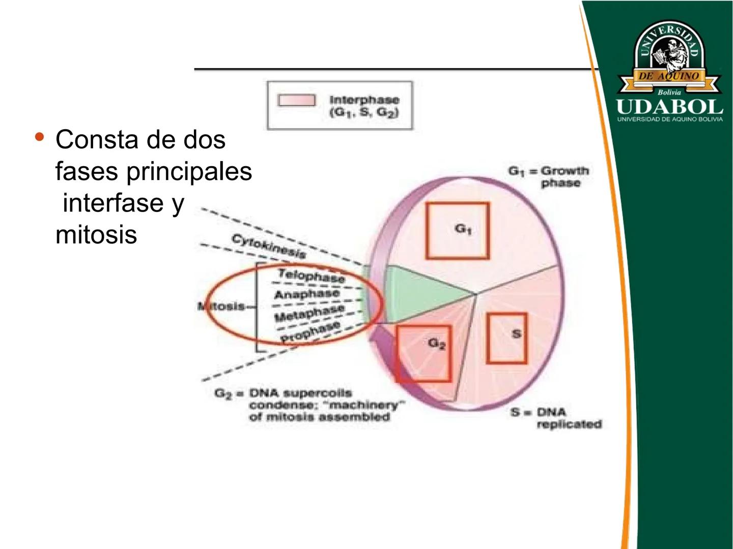 UNIVERSI
DE AQUINO
Bolivia
UDABOL
UNIVERSIDAD DE AQUINO BOLIVIA
UNIVERSIDAD DE AQUINO BOLIVIA – SANTA CRUZ
FACULTAD DE CIENCIAS DE LA SALUD