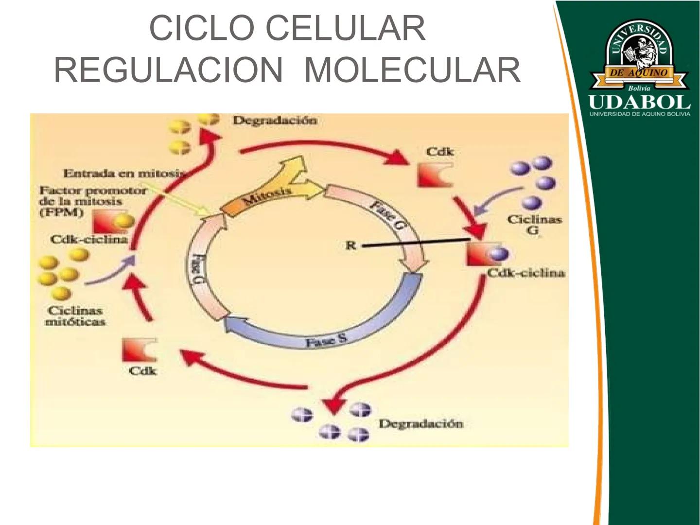 UNIVERSI
DE AQUINO
Bolivia
UDABOL
UNIVERSIDAD DE AQUINO BOLIVIA
UNIVERSIDAD DE AQUINO BOLIVIA – SANTA CRUZ
FACULTAD DE CIENCIAS DE LA SALUD