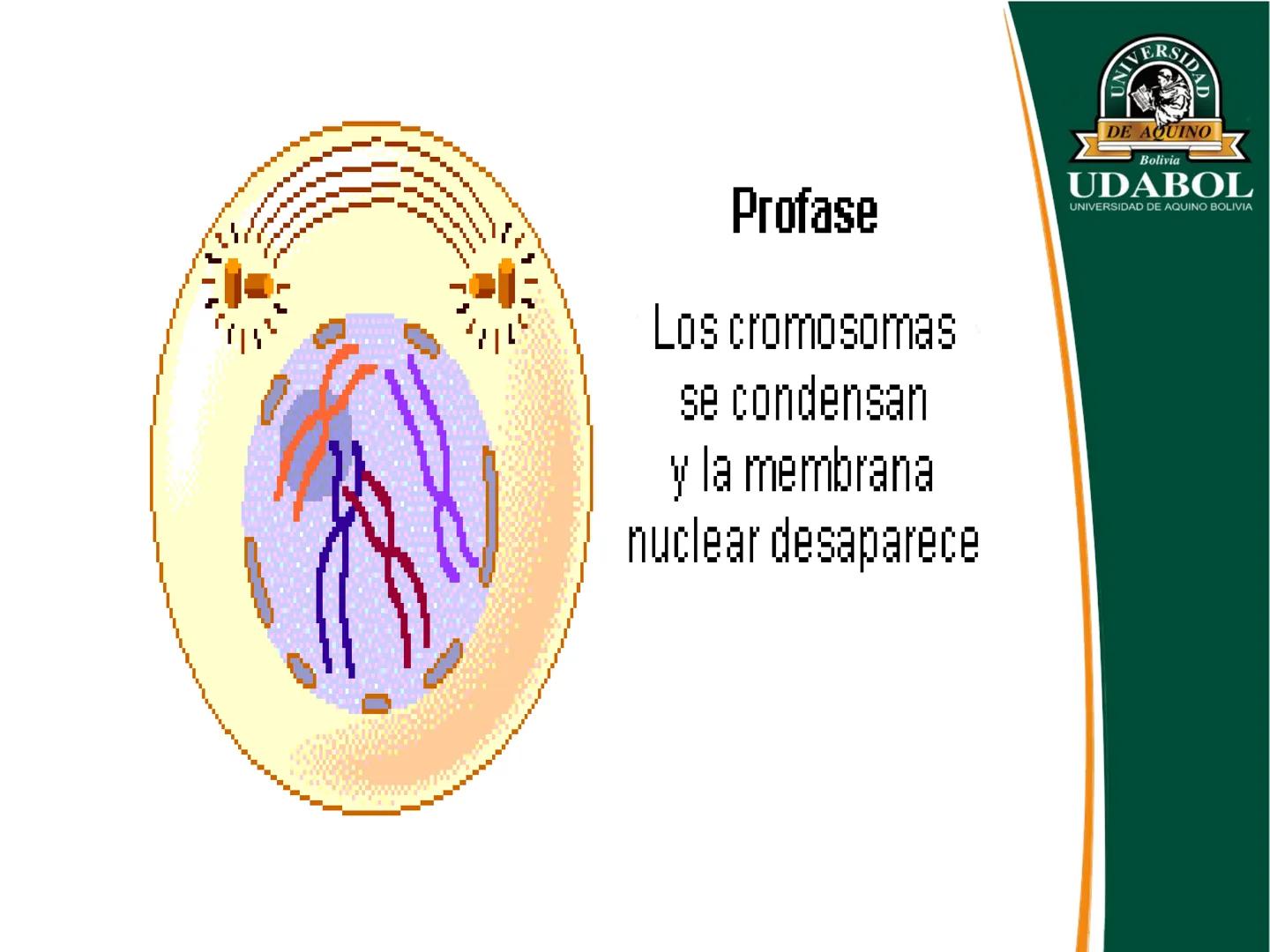 UNIVERSI
DE AQUINO
Bolivia
UDABOL
UNIVERSIDAD DE AQUINO BOLIVIA
UNIVERSIDAD DE AQUINO BOLIVIA – SANTA CRUZ
FACULTAD DE CIENCIAS DE LA SALUD