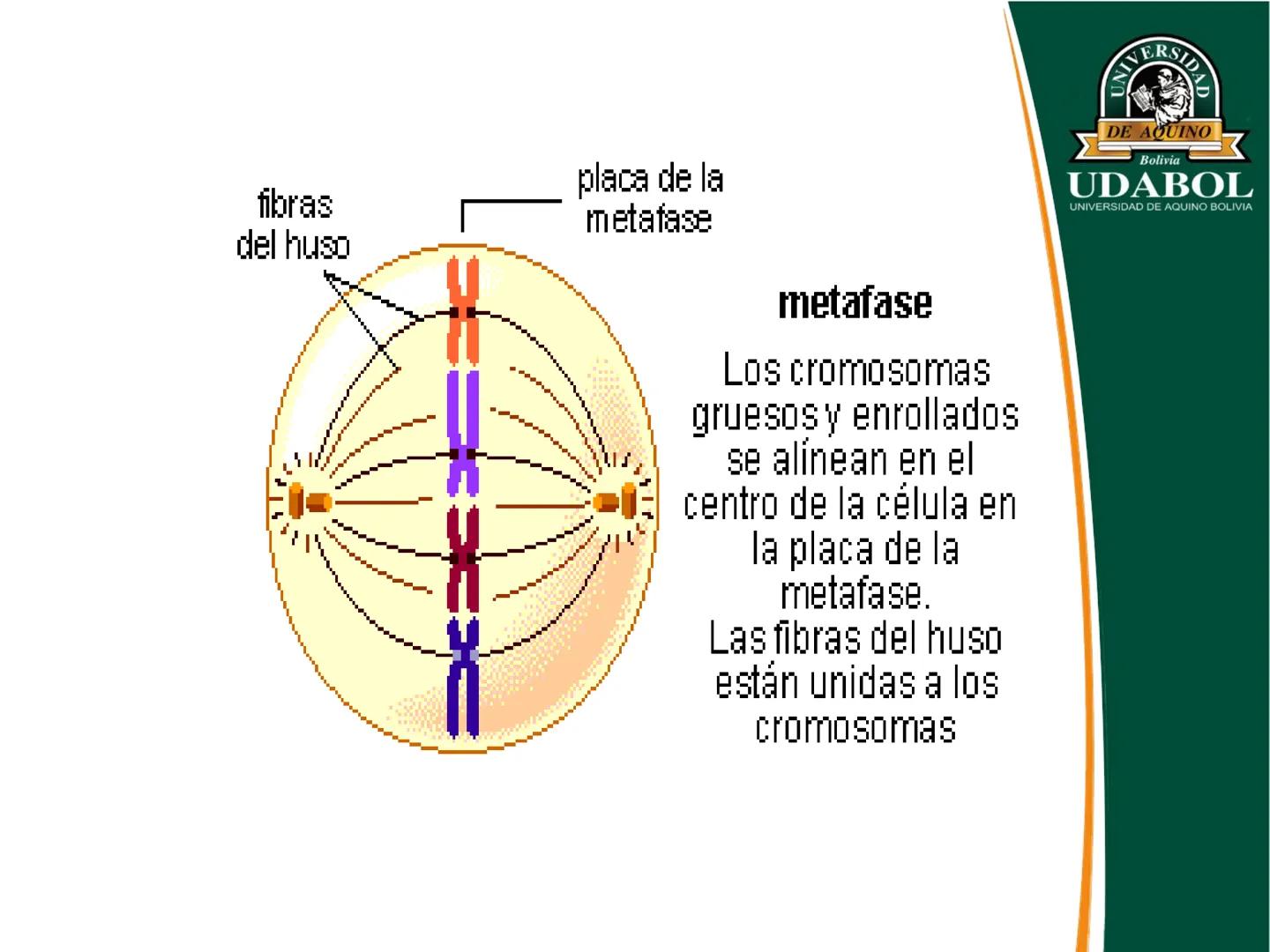 UNIVERSI
DE AQUINO
Bolivia
UDABOL
UNIVERSIDAD DE AQUINO BOLIVIA
UNIVERSIDAD DE AQUINO BOLIVIA – SANTA CRUZ
FACULTAD DE CIENCIAS DE LA SALUD
