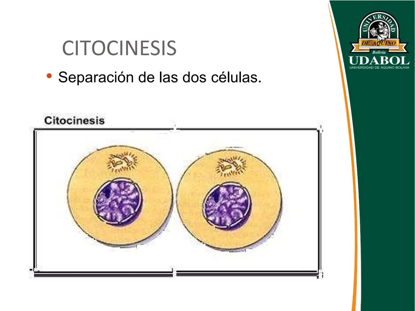 UNIVERSI
DE AQUINO
Bolivia
UDABOL
UNIVERSIDAD DE AQUINO BOLIVIA
UNIVERSIDAD DE AQUINO BOLIVIA – SANTA CRUZ
FACULTAD DE CIENCIAS DE LA SALUD