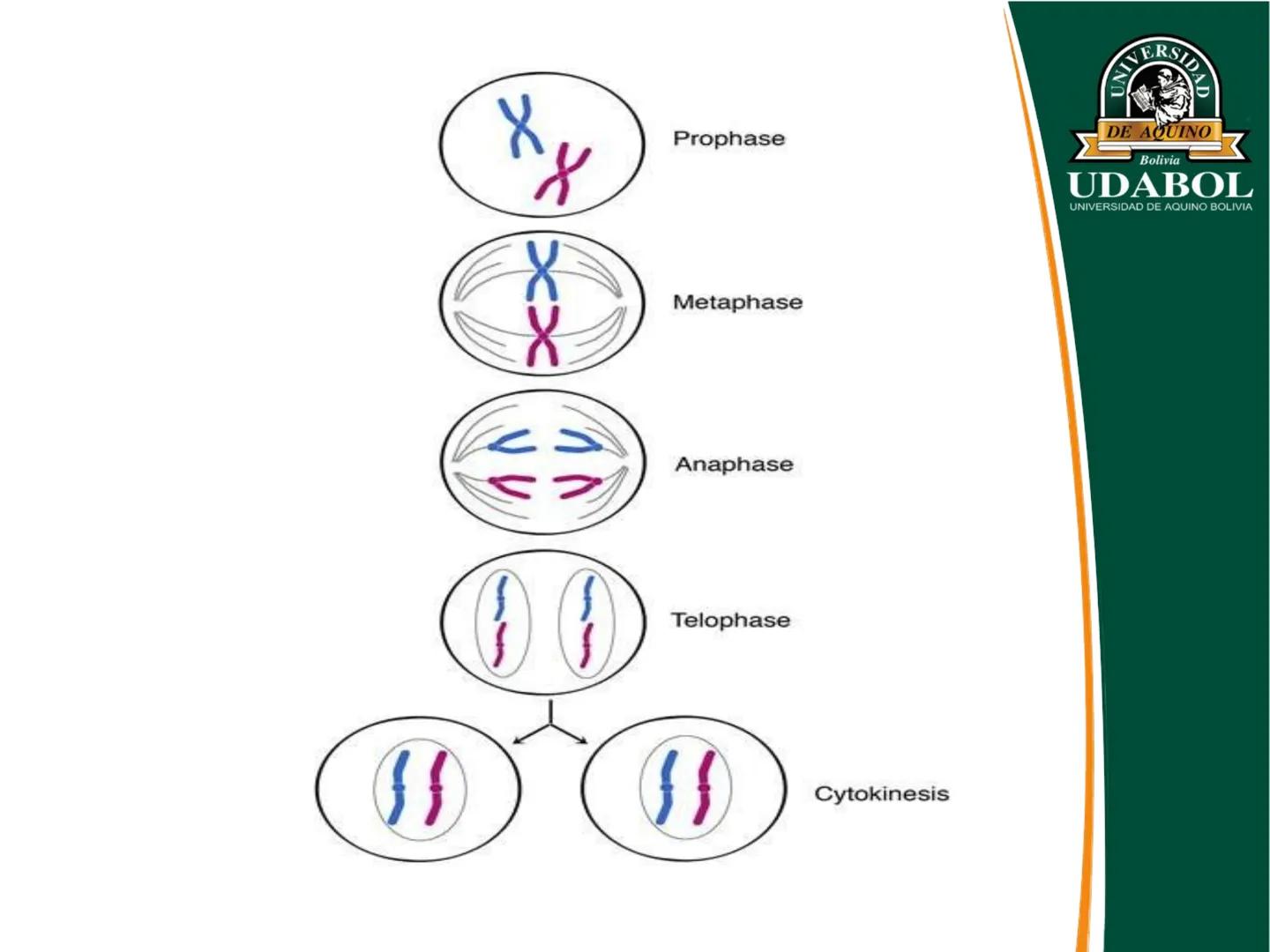 UNIVERSI
DE AQUINO
Bolivia
UDABOL
UNIVERSIDAD DE AQUINO BOLIVIA
UNIVERSIDAD DE AQUINO BOLIVIA – SANTA CRUZ
FACULTAD DE CIENCIAS DE LA SALUD