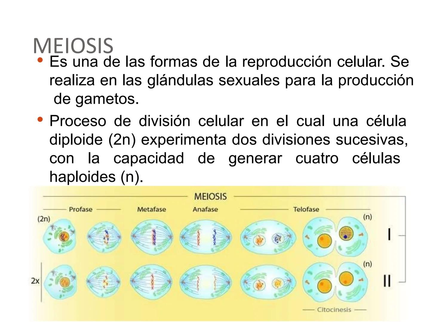 UNIVERSI
DE AQUINO
Bolivia
UDABOL
UNIVERSIDAD DE AQUINO BOLIVIA
UNIVERSIDAD DE AQUINO BOLIVIA – SANTA CRUZ
FACULTAD DE CIENCIAS DE LA SALUD