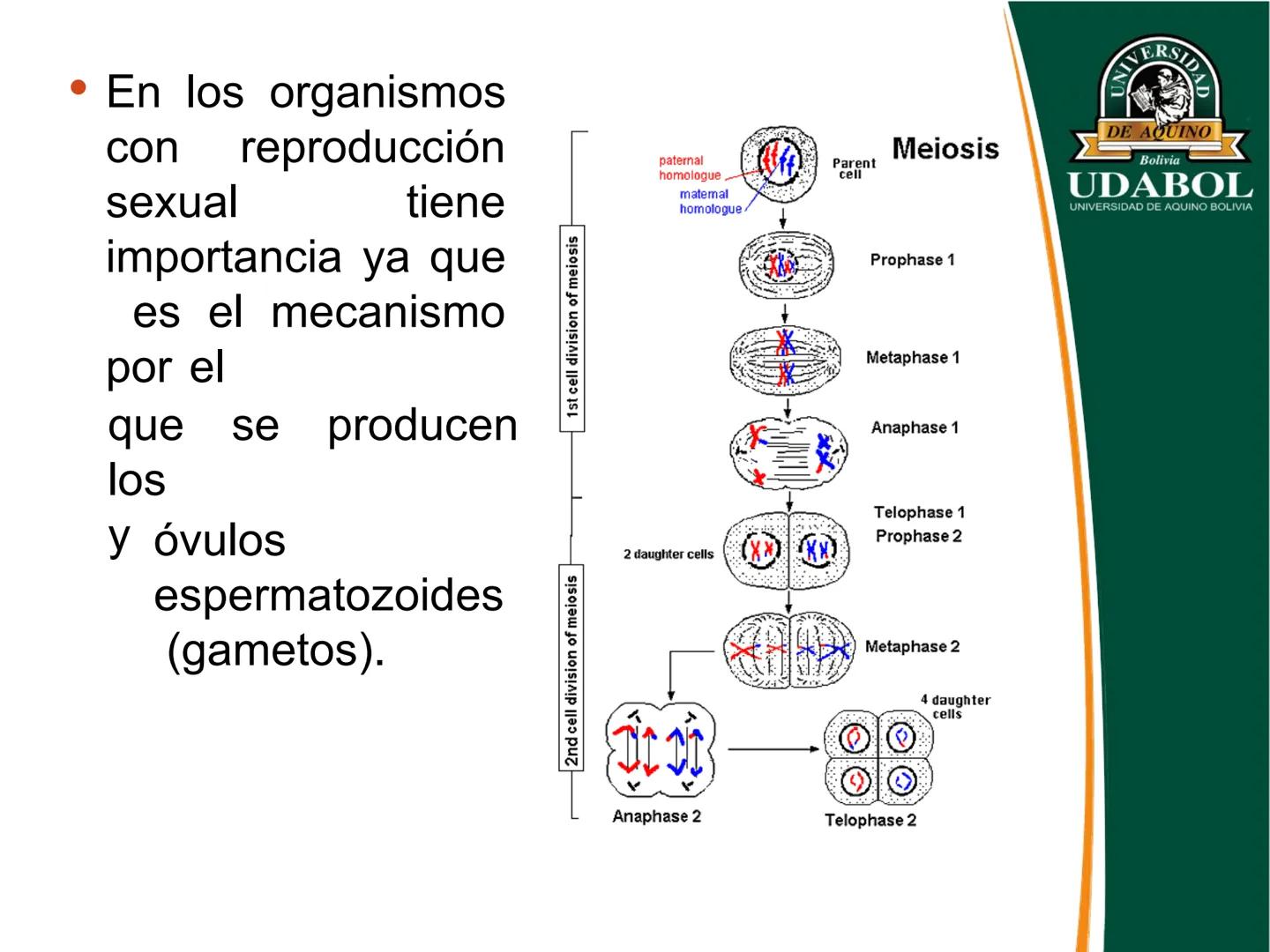 UNIVERSI
DE AQUINO
Bolivia
UDABOL
UNIVERSIDAD DE AQUINO BOLIVIA
UNIVERSIDAD DE AQUINO BOLIVIA – SANTA CRUZ
FACULTAD DE CIENCIAS DE LA SALUD