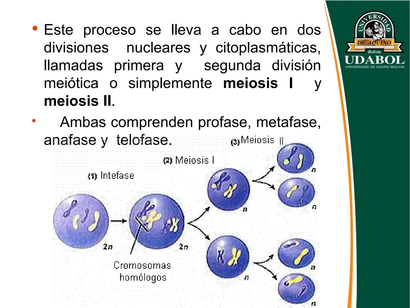 UNIVERSI
DE AQUINO
Bolivia
UDABOL
UNIVERSIDAD DE AQUINO BOLIVIA
UNIVERSIDAD DE AQUINO BOLIVIA – SANTA CRUZ
FACULTAD DE CIENCIAS DE LA SALUD