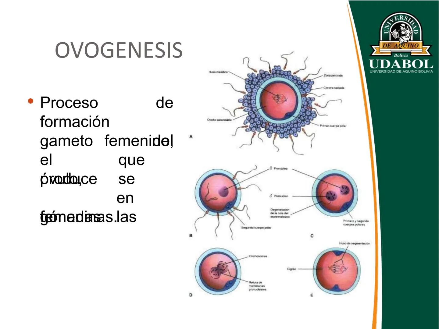 UNIVERSI
DE AQUINO
Bolivia
UDABOL
UNIVERSIDAD DE AQUINO BOLIVIA
UNIVERSIDAD DE AQUINO BOLIVIA – SANTA CRUZ
FACULTAD DE CIENCIAS DE LA SALUD