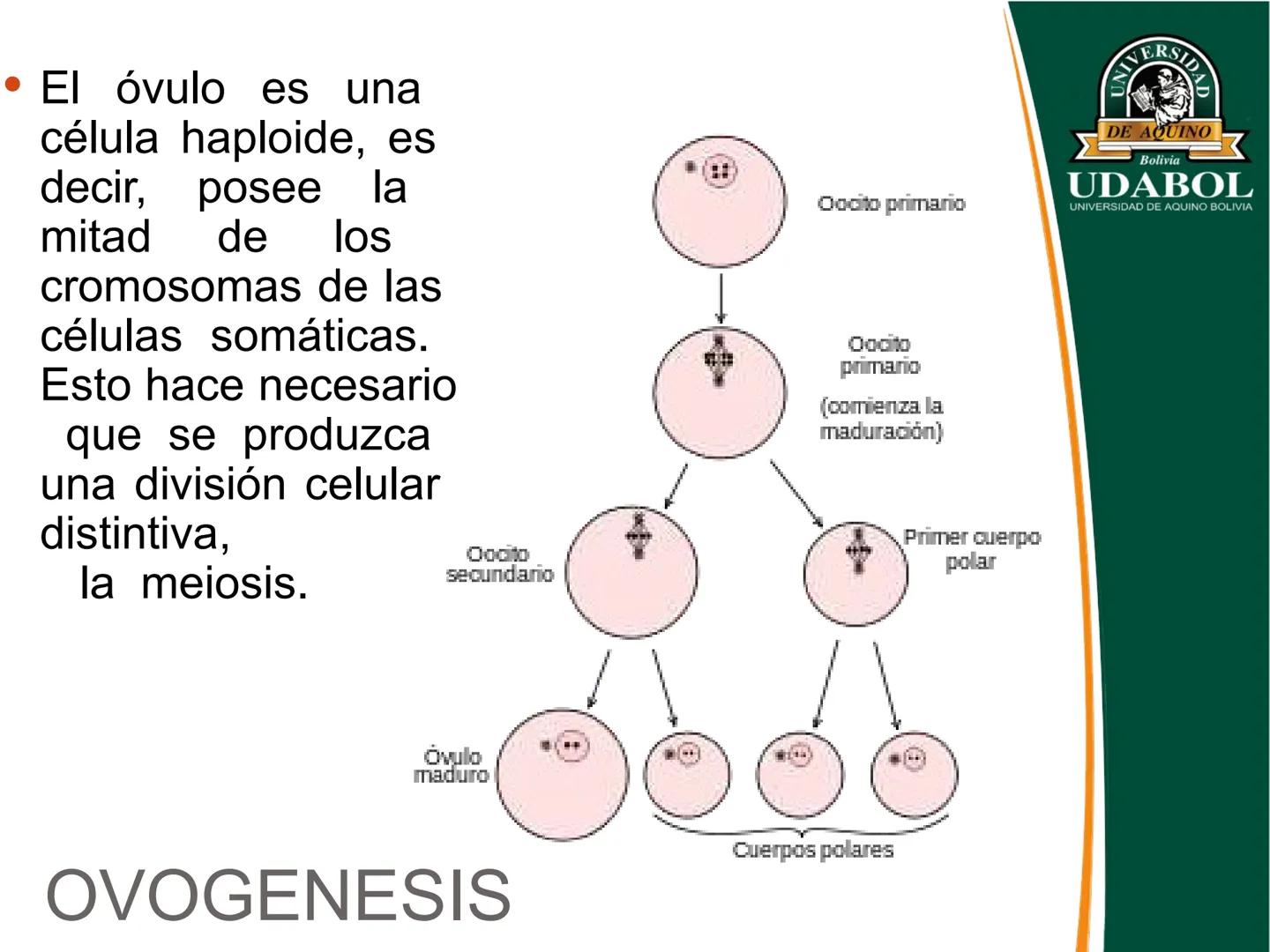 UNIVERSI
DE AQUINO
Bolivia
UDABOL
UNIVERSIDAD DE AQUINO BOLIVIA
UNIVERSIDAD DE AQUINO BOLIVIA – SANTA CRUZ
FACULTAD DE CIENCIAS DE LA SALUD
