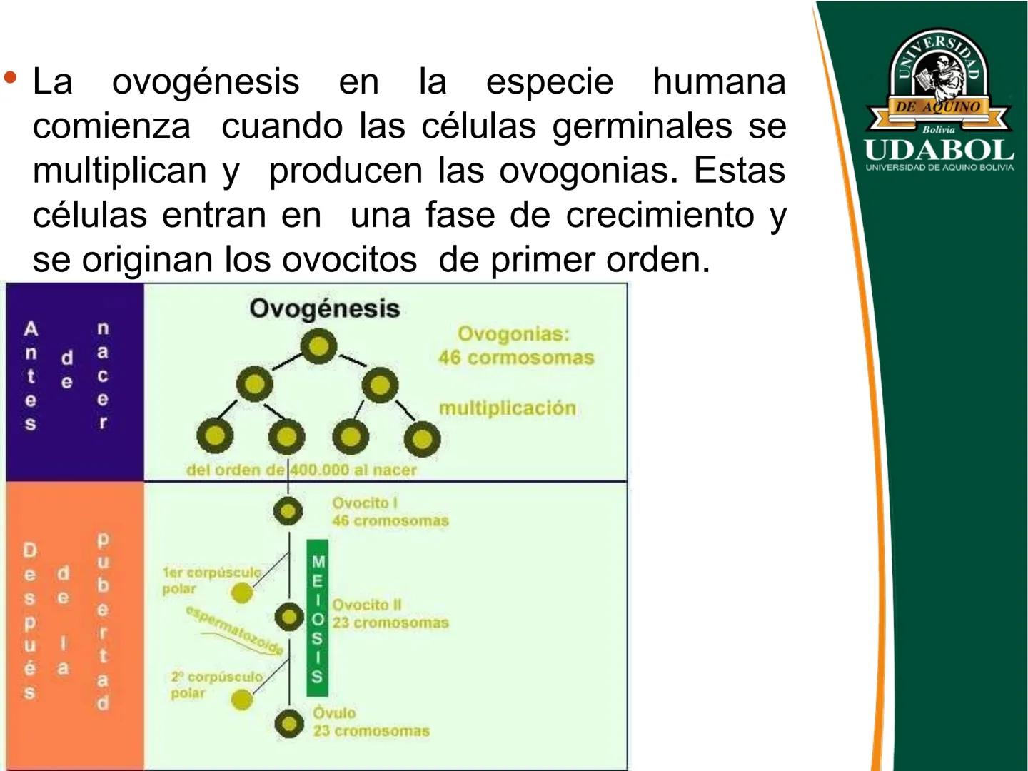 UNIVERSI
DE AQUINO
Bolivia
UDABOL
UNIVERSIDAD DE AQUINO BOLIVIA
UNIVERSIDAD DE AQUINO BOLIVIA – SANTA CRUZ
FACULTAD DE CIENCIAS DE LA SALUD