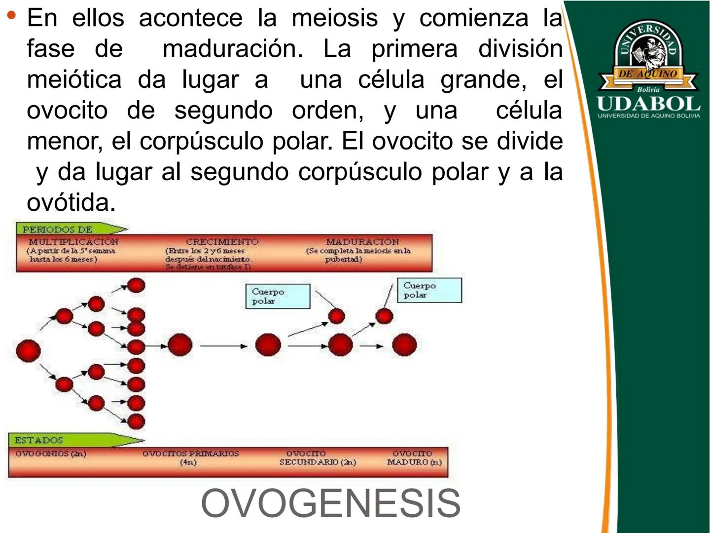 UNIVERSI
DE AQUINO
Bolivia
UDABOL
UNIVERSIDAD DE AQUINO BOLIVIA
UNIVERSIDAD DE AQUINO BOLIVIA – SANTA CRUZ
FACULTAD DE CIENCIAS DE LA SALUD