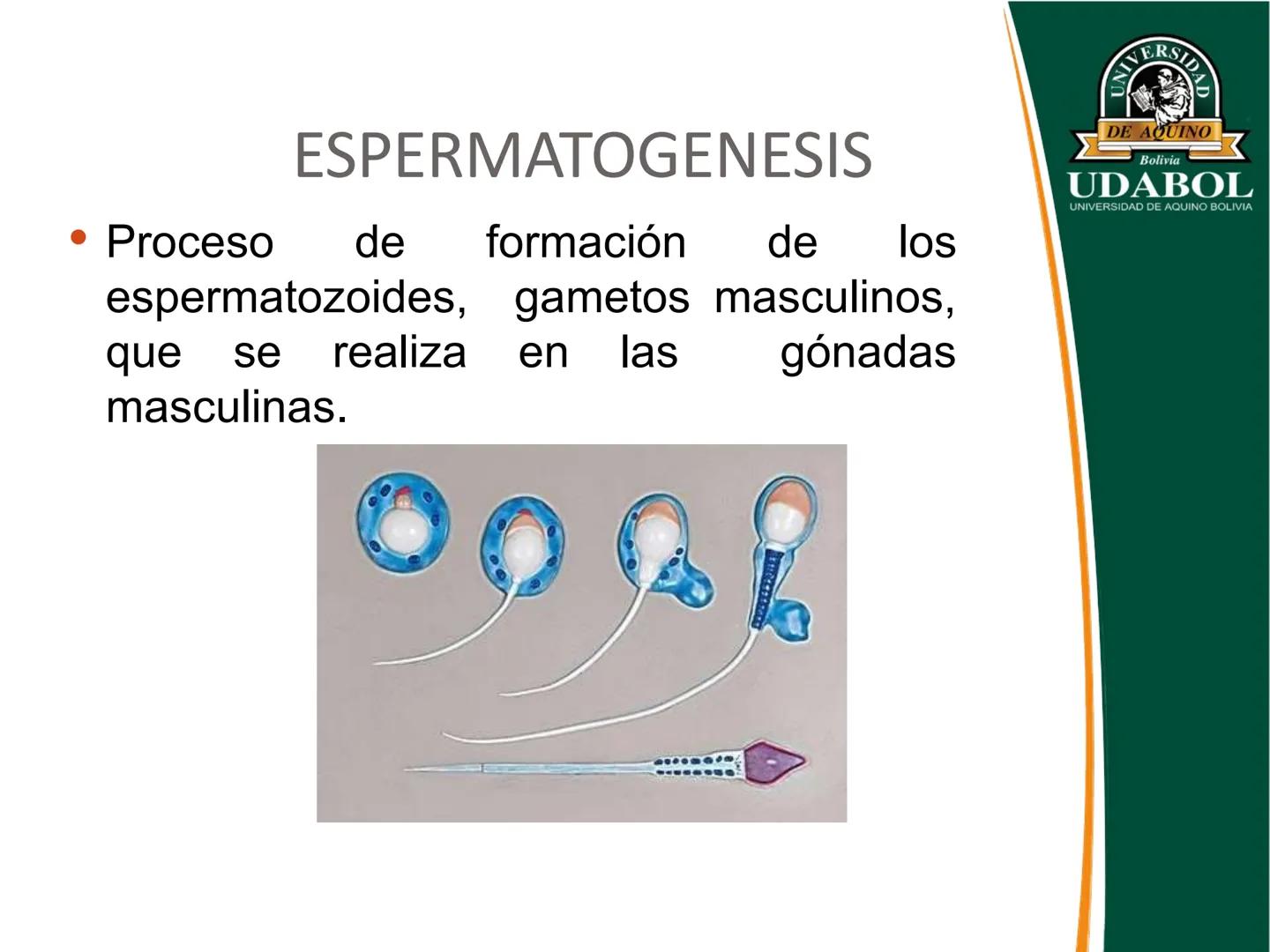 UNIVERSI
DE AQUINO
Bolivia
UDABOL
UNIVERSIDAD DE AQUINO BOLIVIA
UNIVERSIDAD DE AQUINO BOLIVIA – SANTA CRUZ
FACULTAD DE CIENCIAS DE LA SALUD