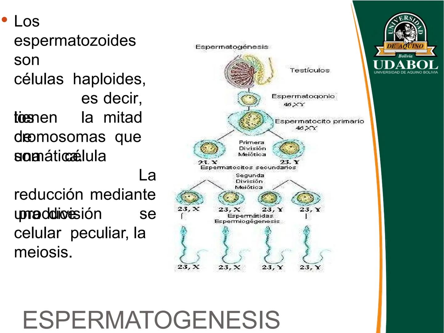 UNIVERSI
DE AQUINO
Bolivia
UDABOL
UNIVERSIDAD DE AQUINO BOLIVIA
UNIVERSIDAD DE AQUINO BOLIVIA – SANTA CRUZ
FACULTAD DE CIENCIAS DE LA SALUD