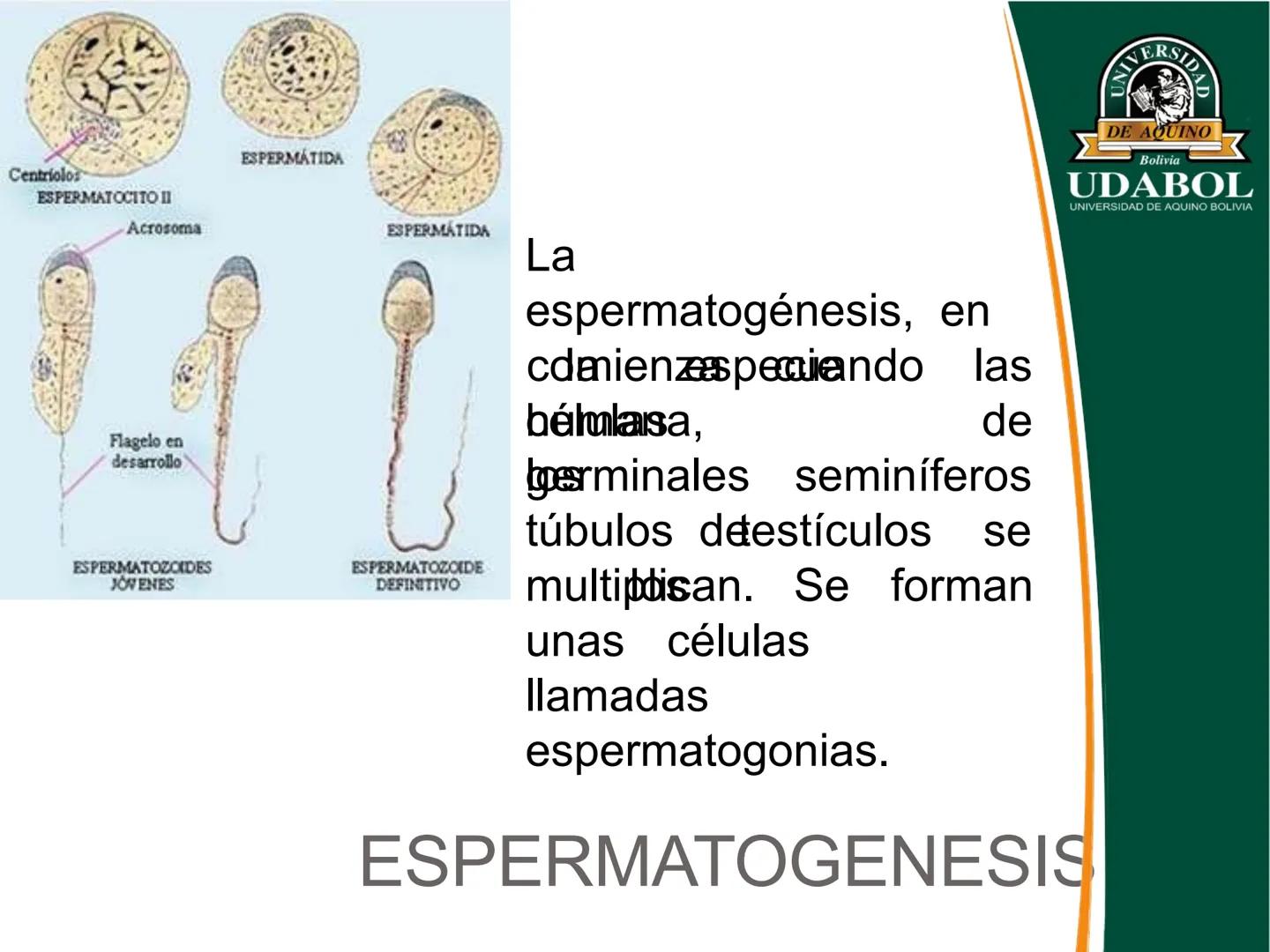UNIVERSI
DE AQUINO
Bolivia
UDABOL
UNIVERSIDAD DE AQUINO BOLIVIA
UNIVERSIDAD DE AQUINO BOLIVIA – SANTA CRUZ
FACULTAD DE CIENCIAS DE LA SALUD