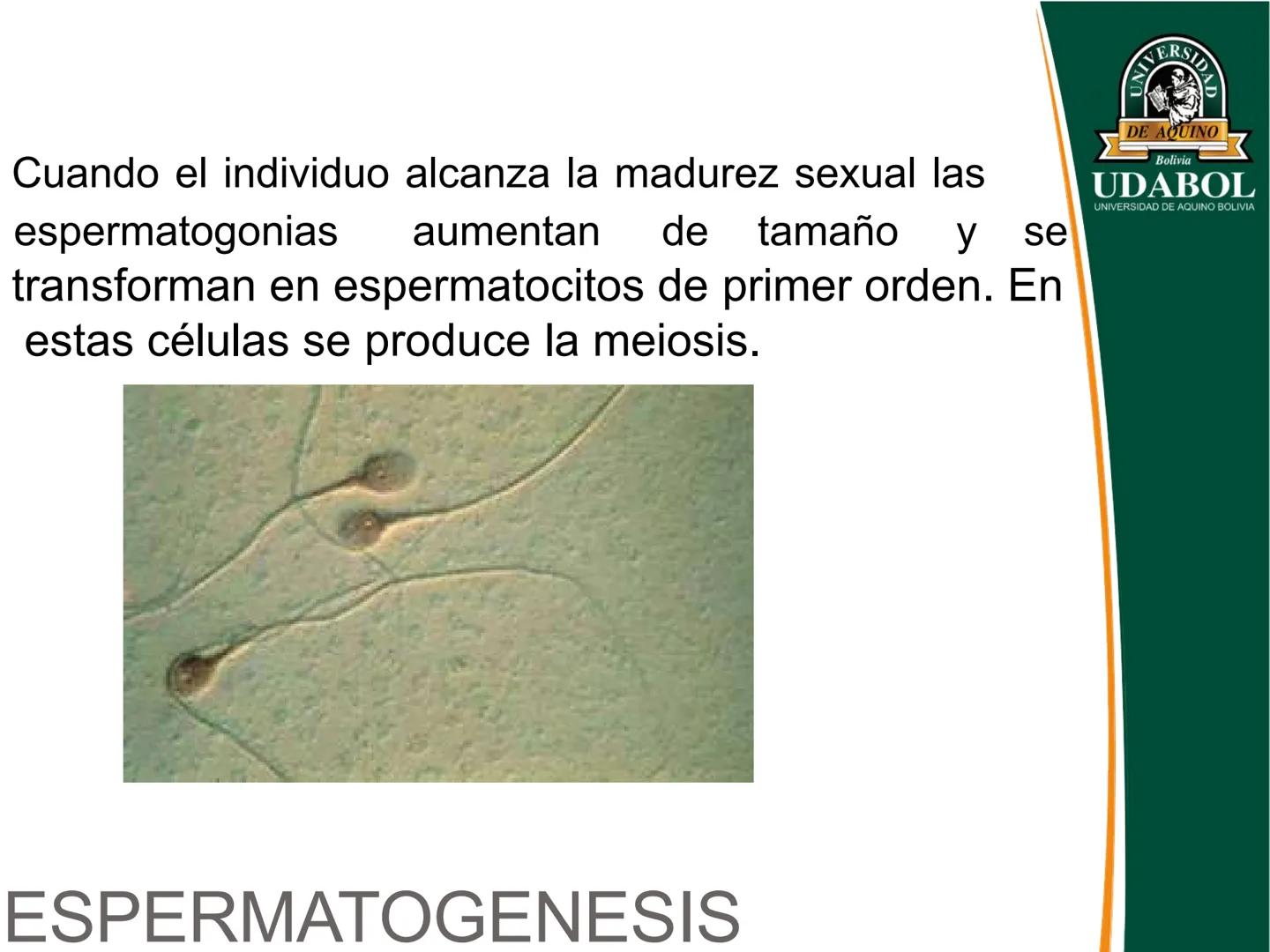 UNIVERSI
DE AQUINO
Bolivia
UDABOL
UNIVERSIDAD DE AQUINO BOLIVIA
UNIVERSIDAD DE AQUINO BOLIVIA – SANTA CRUZ
FACULTAD DE CIENCIAS DE LA SALUD
