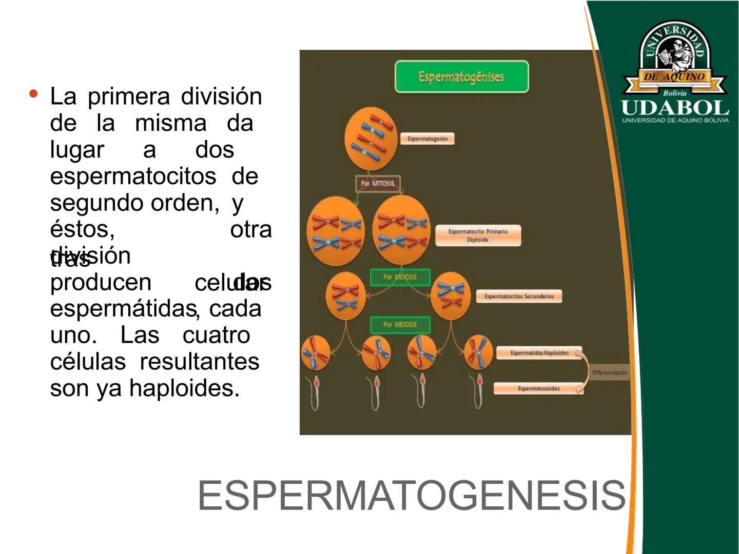 UNIVERSI
DE AQUINO
Bolivia
UDABOL
UNIVERSIDAD DE AQUINO BOLIVIA
UNIVERSIDAD DE AQUINO BOLIVIA – SANTA CRUZ
FACULTAD DE CIENCIAS DE LA SALUD
