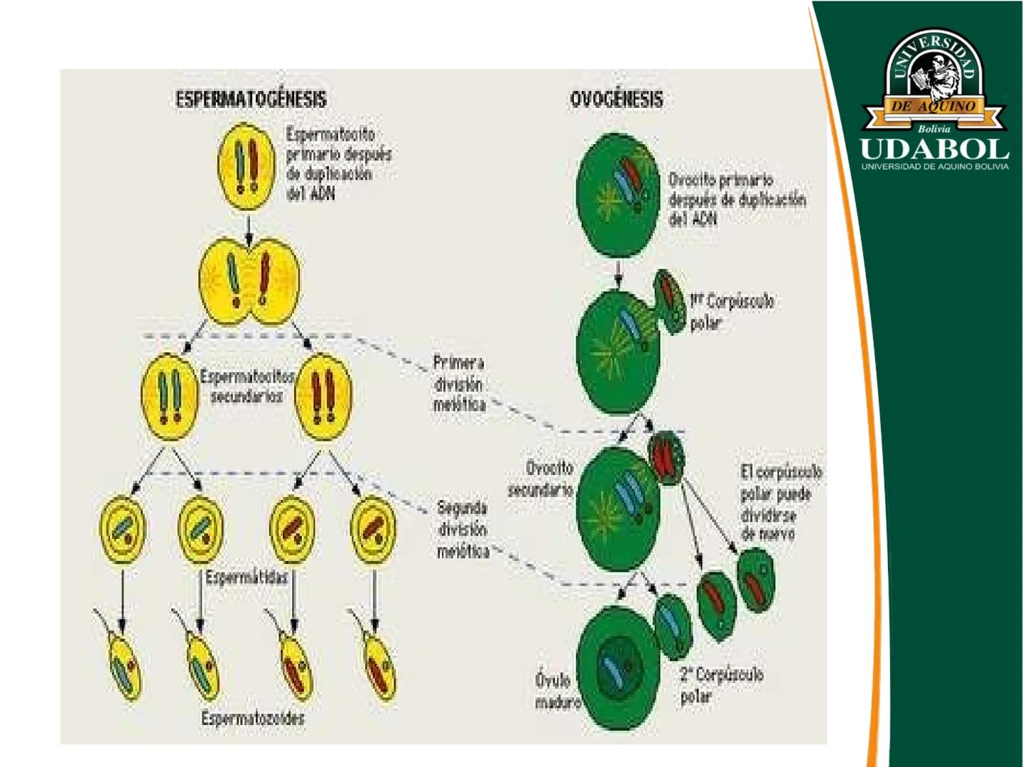 UNIVERSI
DE AQUINO
Bolivia
UDABOL
UNIVERSIDAD DE AQUINO BOLIVIA
UNIVERSIDAD DE AQUINO BOLIVIA – SANTA CRUZ
FACULTAD DE CIENCIAS DE LA SALUD
