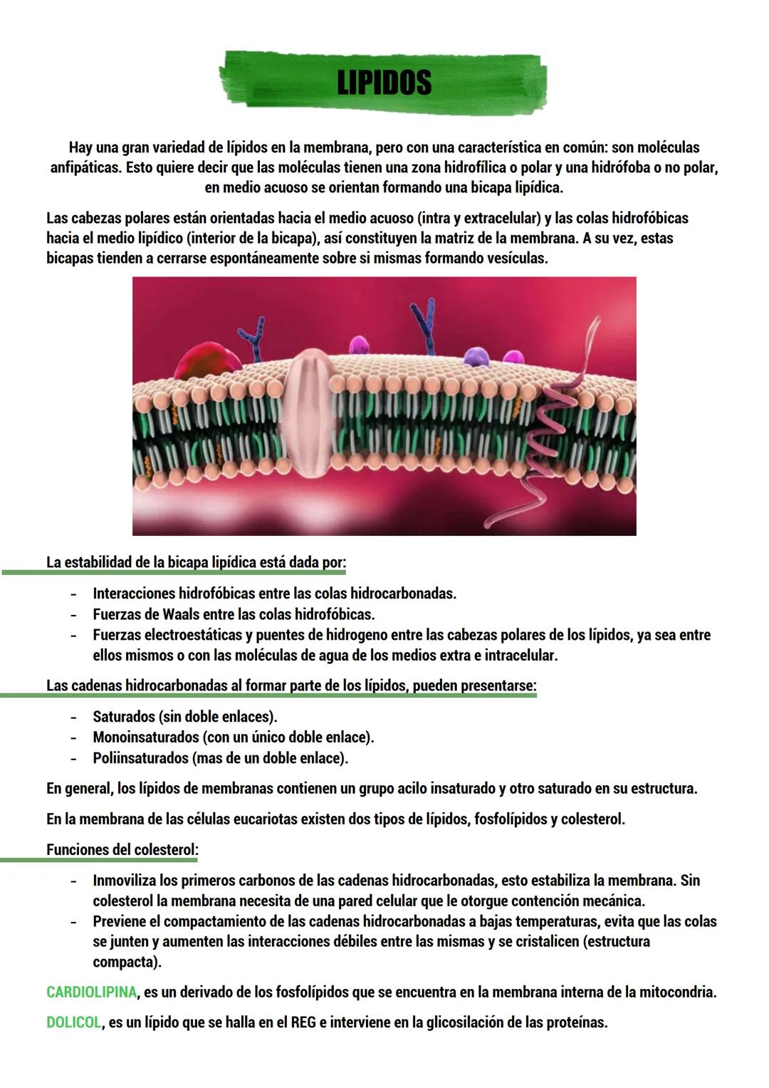 --- OCR Start ---
BIOLOGIA
ORIGEN DE LA VIDA
TEORIAS del origen de la célula.
Dos tipos:
CON BASE CIENTIFICA: generación espontánea, pansper