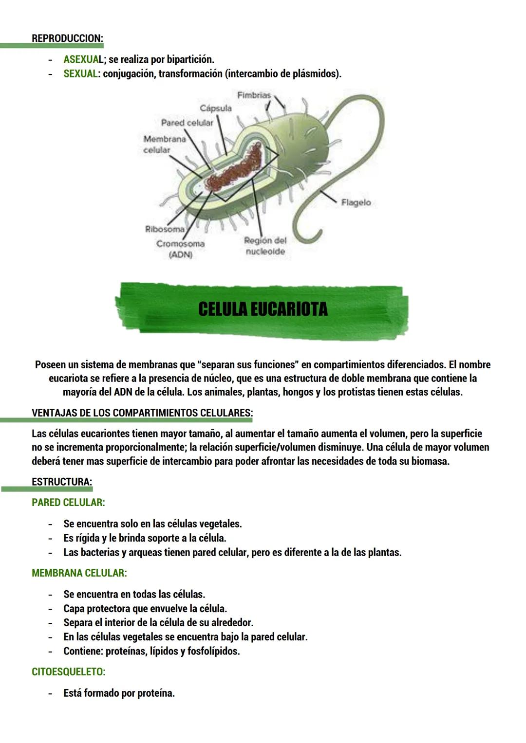 --- OCR Start ---
BIOLOGIA
ORIGEN DE LA VIDA
TEORIAS del origen de la célula.
Dos tipos:
CON BASE CIENTIFICA: generación espontánea, pansper