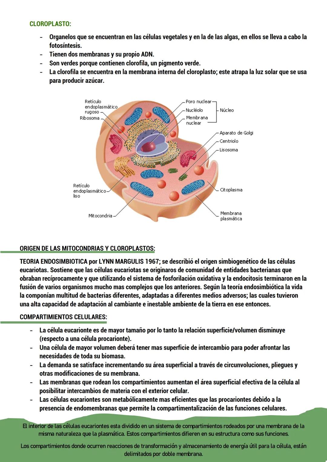 --- OCR Start ---
BIOLOGIA
ORIGEN DE LA VIDA
TEORIAS del origen de la célula.
Dos tipos:
CON BASE CIENTIFICA: generación espontánea, pansper