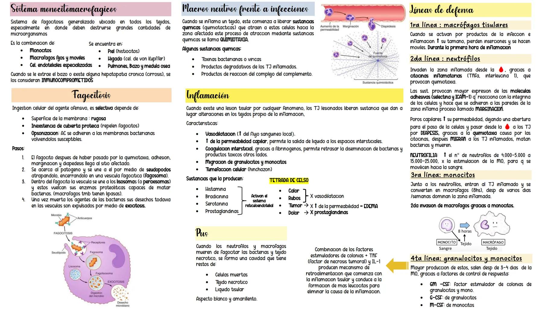 Sistema monocitomacrofagicos
Sistema de fagocitosis generalizado ubicado en todos los tejidos,
especialmente en donde deben destruirse grand