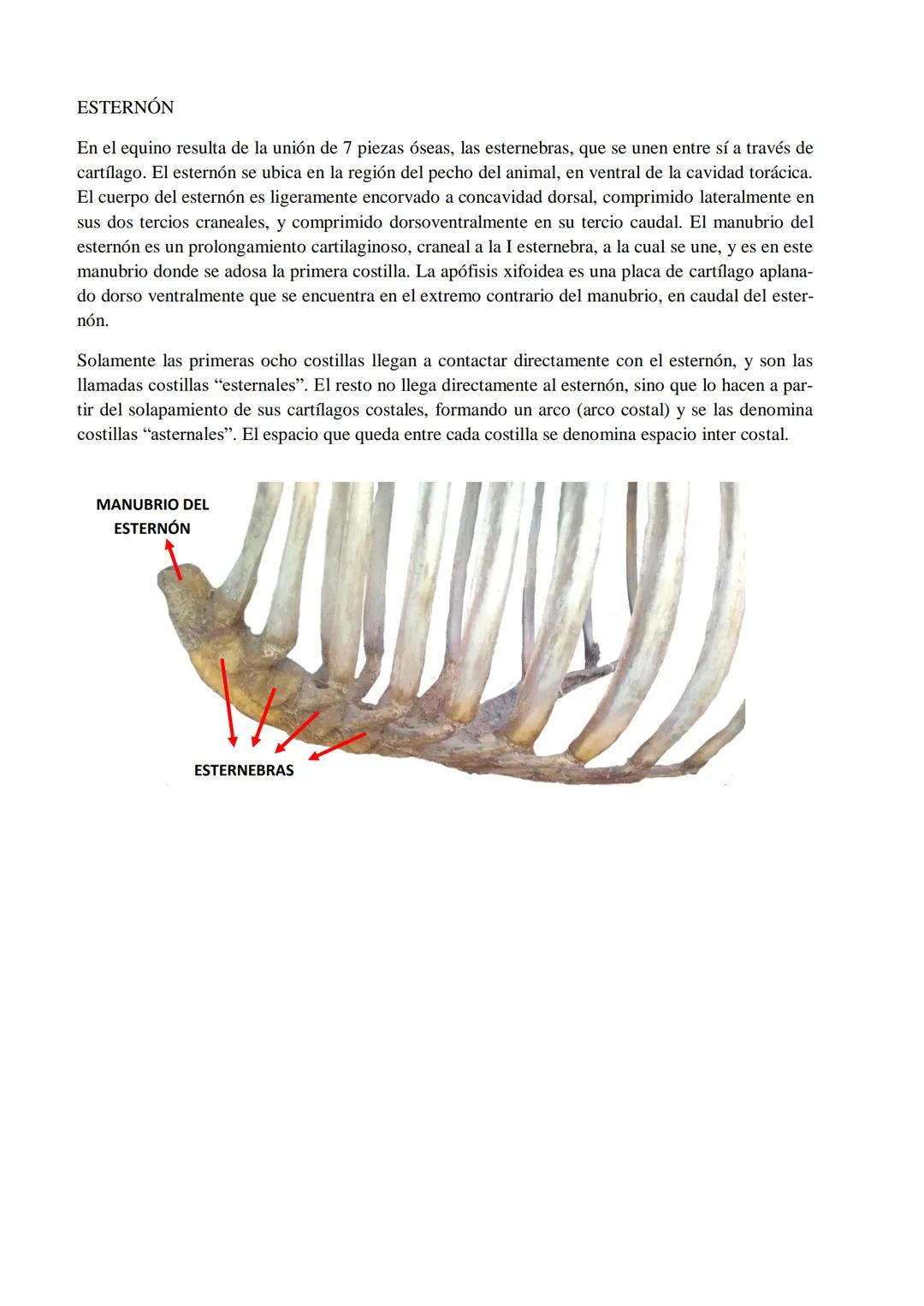 Universidad Católica de Salta
ANATOMÍA COMPARADA
Unidad 1
OSTEOlOGÍA
AUTOR
Prof. M.V. Leonardo Sarapura INTRODUCCIÓN A LAS INTRODUCCIONES