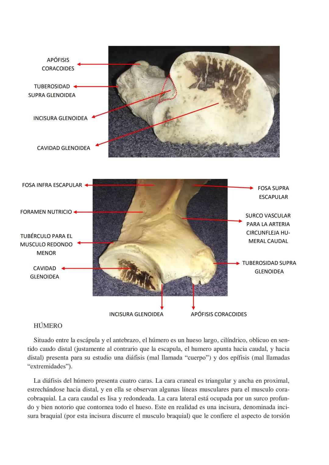 Universidad Católica de Salta
ANATOMÍA COMPARADA
Unidad 1
OSTEOlOGÍA
AUTOR
Prof. M.V. Leonardo Sarapura INTRODUCCIÓN A LAS INTRODUCCIONES