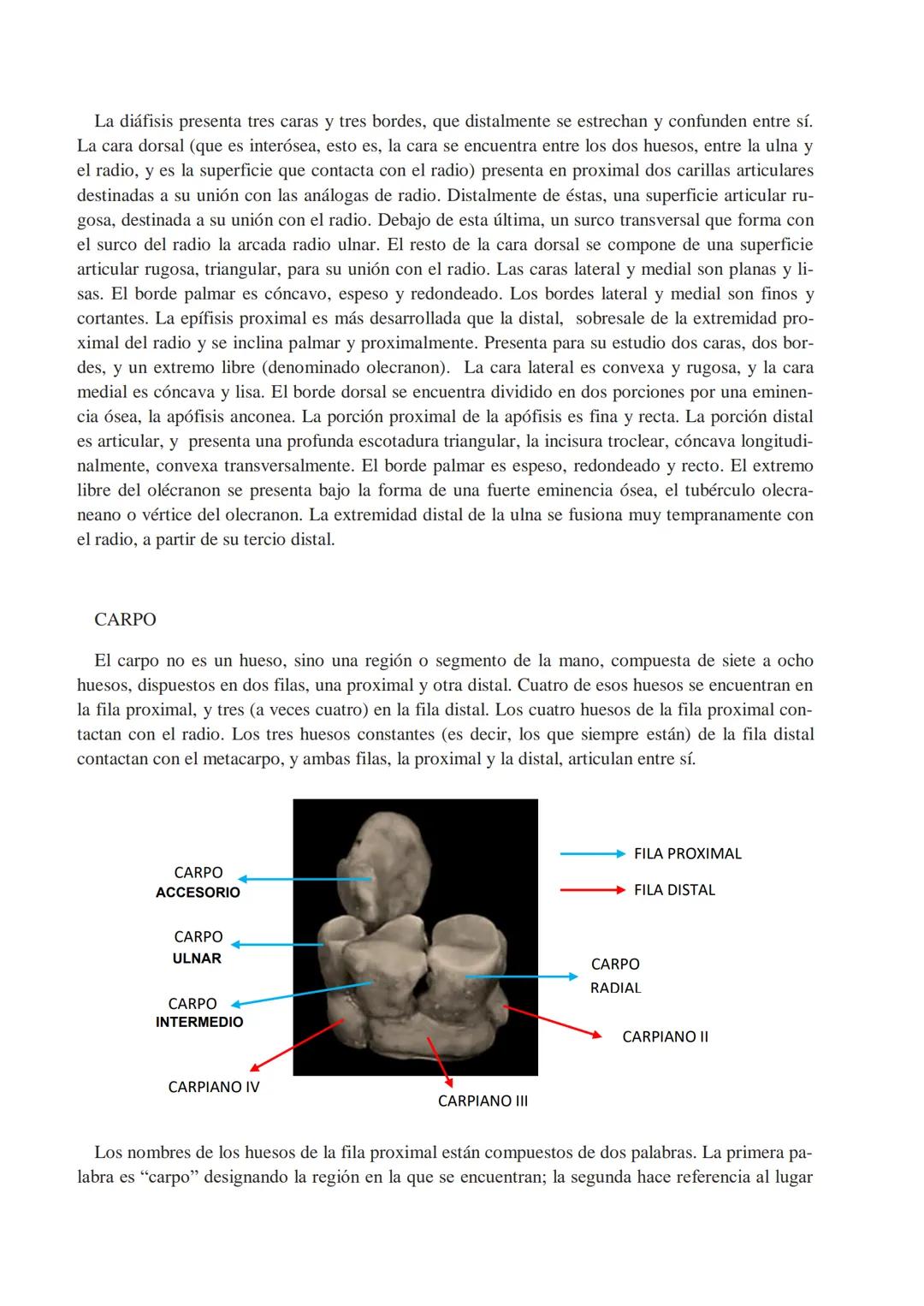 Universidad Católica de Salta
ANATOMÍA COMPARADA
Unidad 1
OSTEOlOGÍA
AUTOR
Prof. M.V. Leonardo Sarapura INTRODUCCIÓN A LAS INTRODUCCIONES