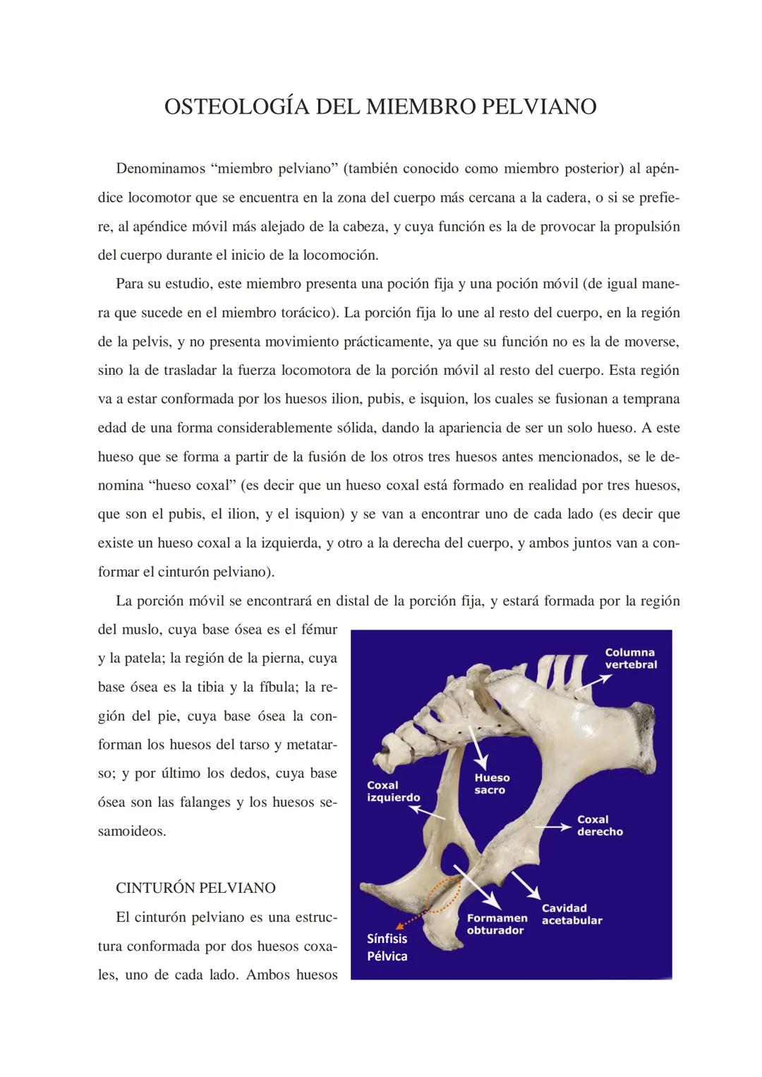 Universidad Católica de Salta
ANATOMÍA COMPARADA
Unidad 1
OSTEOlOGÍA
AUTOR
Prof. M.V. Leonardo Sarapura INTRODUCCIÓN A LAS INTRODUCCIONES