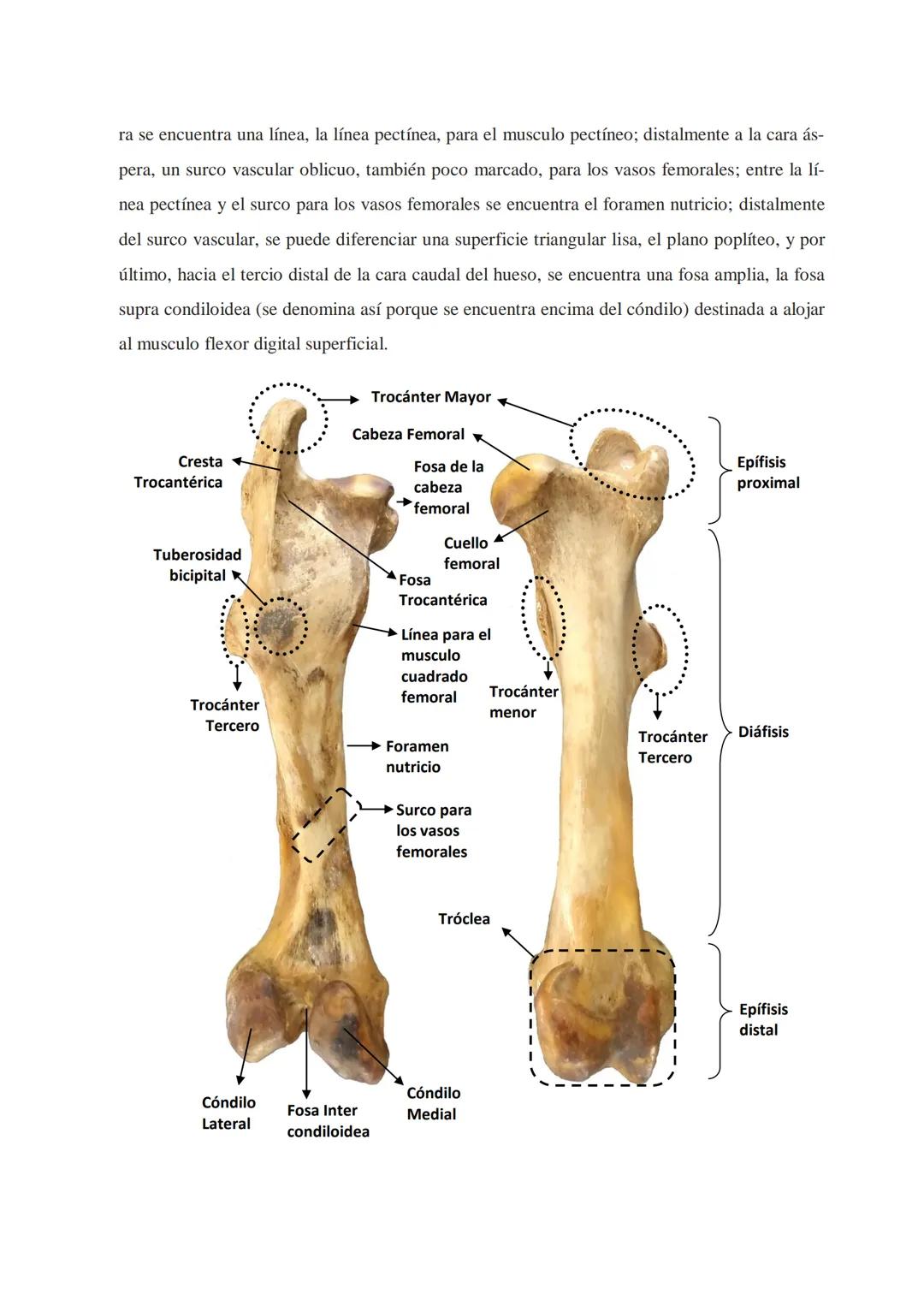 Universidad Católica de Salta
ANATOMÍA COMPARADA
Unidad 1
OSTEOlOGÍA
AUTOR
Prof. M.V. Leonardo Sarapura INTRODUCCIÓN A LAS INTRODUCCIONES