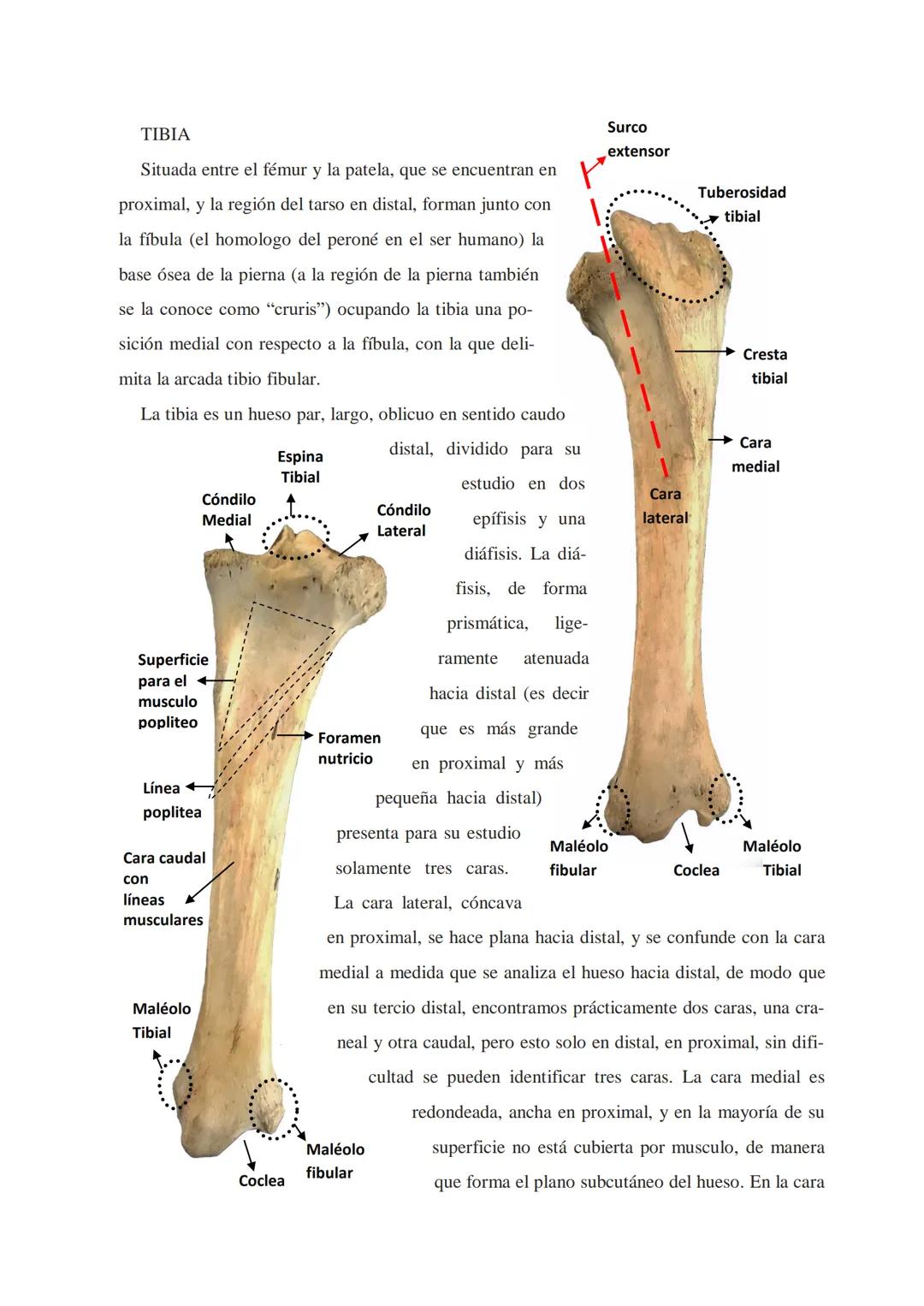 Universidad Católica de Salta
ANATOMÍA COMPARADA
Unidad 1
OSTEOlOGÍA
AUTOR
Prof. M.V. Leonardo Sarapura INTRODUCCIÓN A LAS INTRODUCCIONES