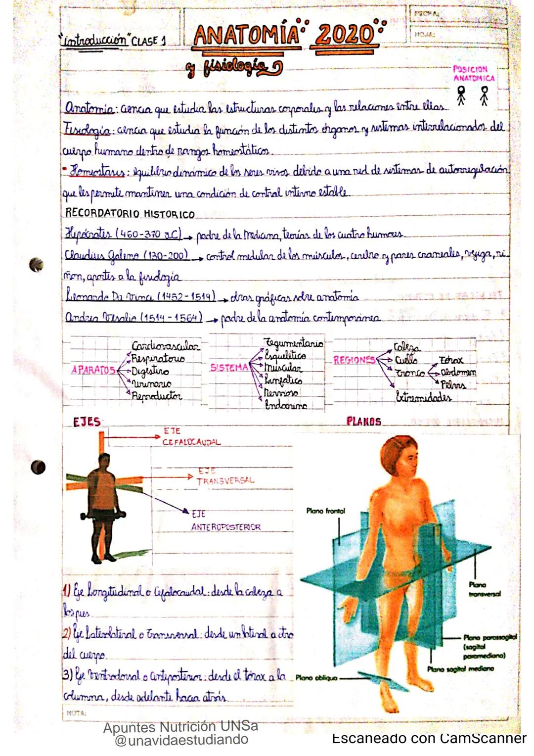 Apuntes de anatomía