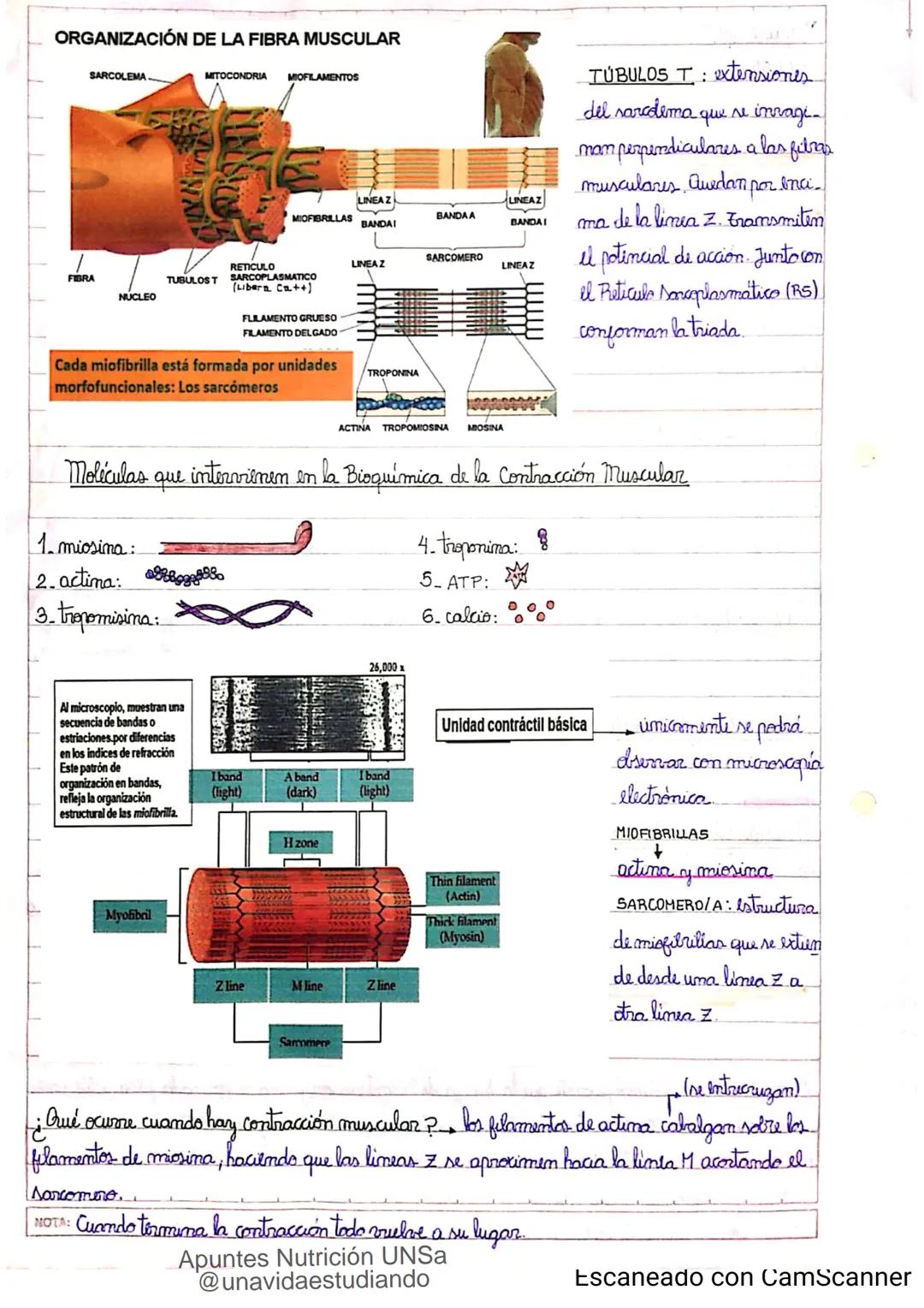 Introducción CLASE 1
ΑΝΑΤΟΜΙΑ 2020
y fisiologia
POSICION
ANATOMICA
Anatomia : Gencia que estudia las estructuras corporales y las relaciones