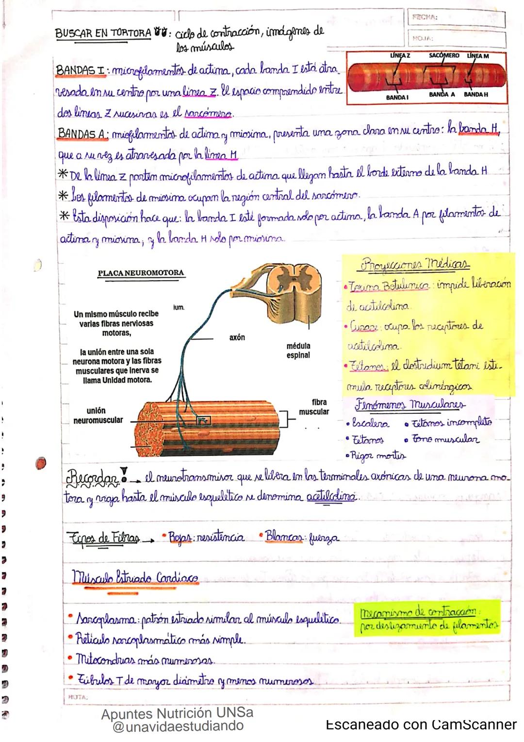 Introducción CLASE 1
ΑΝΑΤΟΜΙΑ 2020
y fisiologia
POSICION
ANATOMICA
Anatomia : Gencia que estudia las estructuras corporales y las relaciones