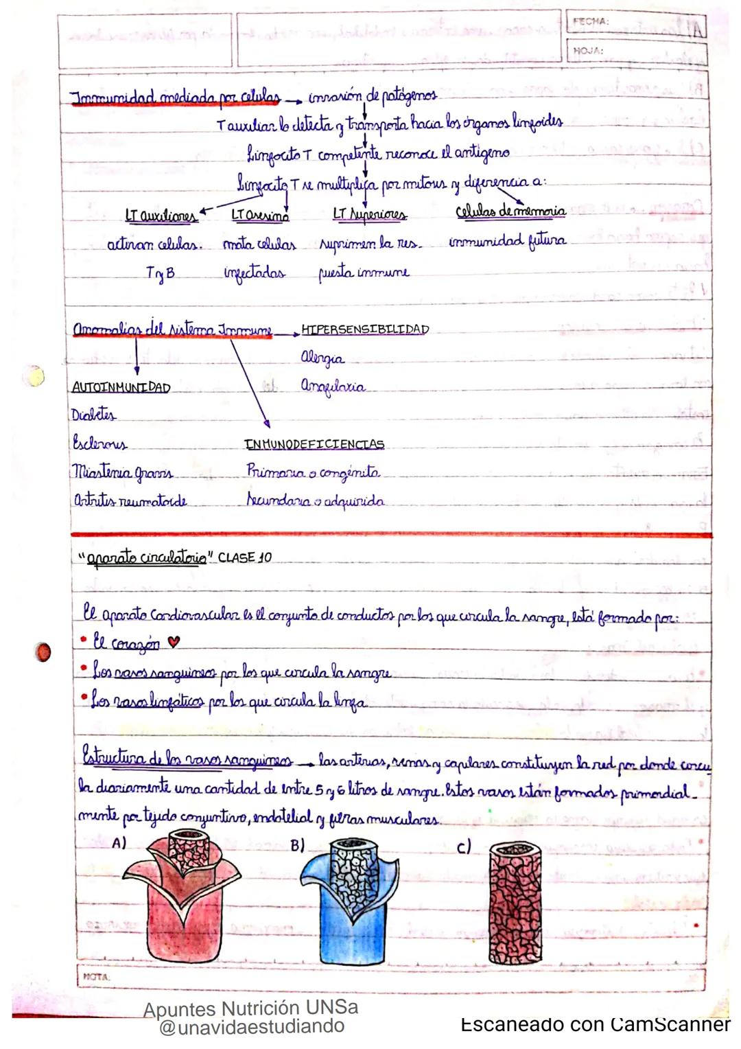 Introducción CLASE 1
ΑΝΑΤΟΜΙΑ 2020
y fisiologia
POSICION
ANATOMICA
Anatomia : Gencia que estudia las estructuras corporales y las relaciones