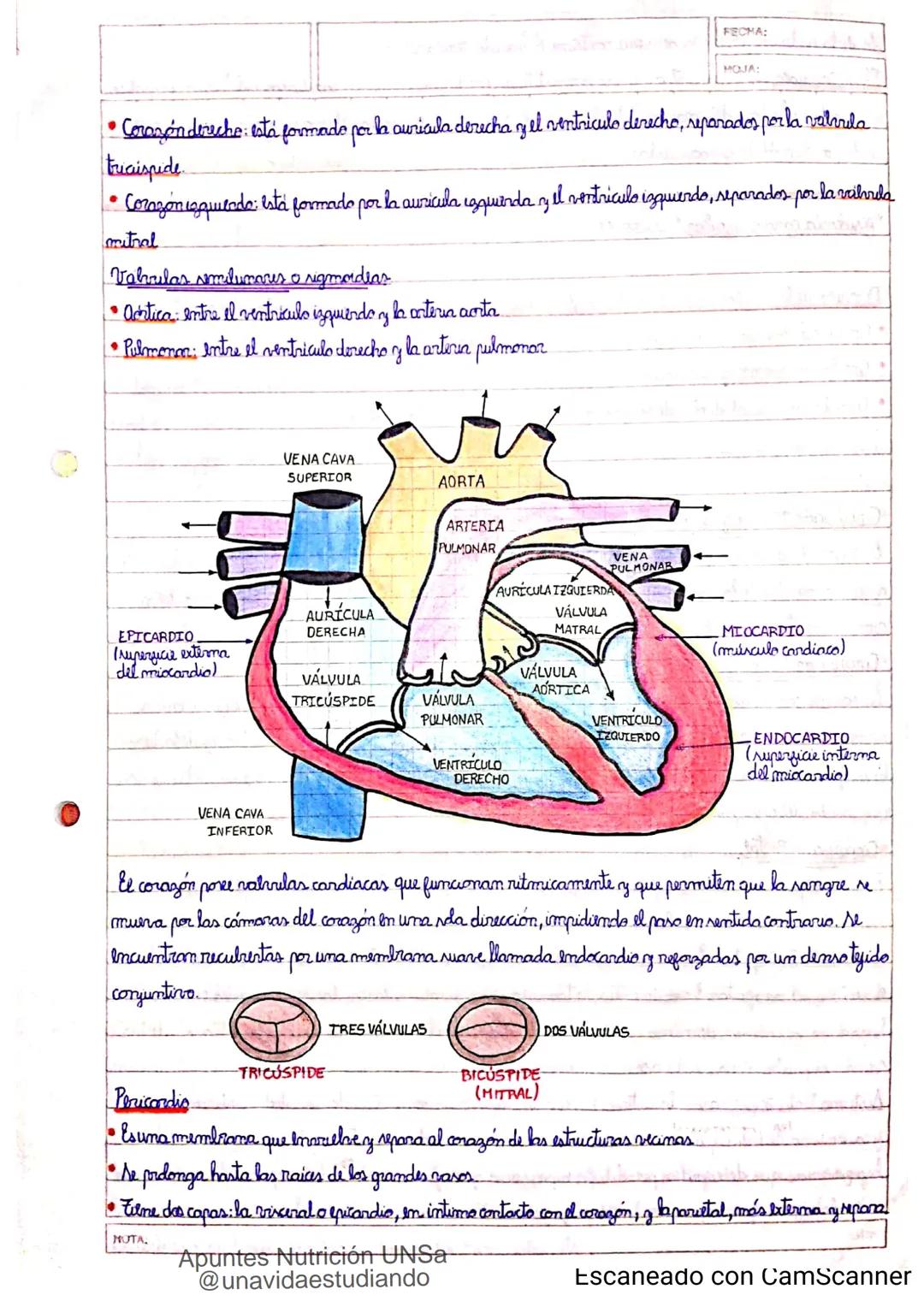 Introducción CLASE 1
ΑΝΑΤΟΜΙΑ 2020
y fisiologia
POSICION
ANATOMICA
Anatomia : Gencia que estudia las estructuras corporales y las relaciones