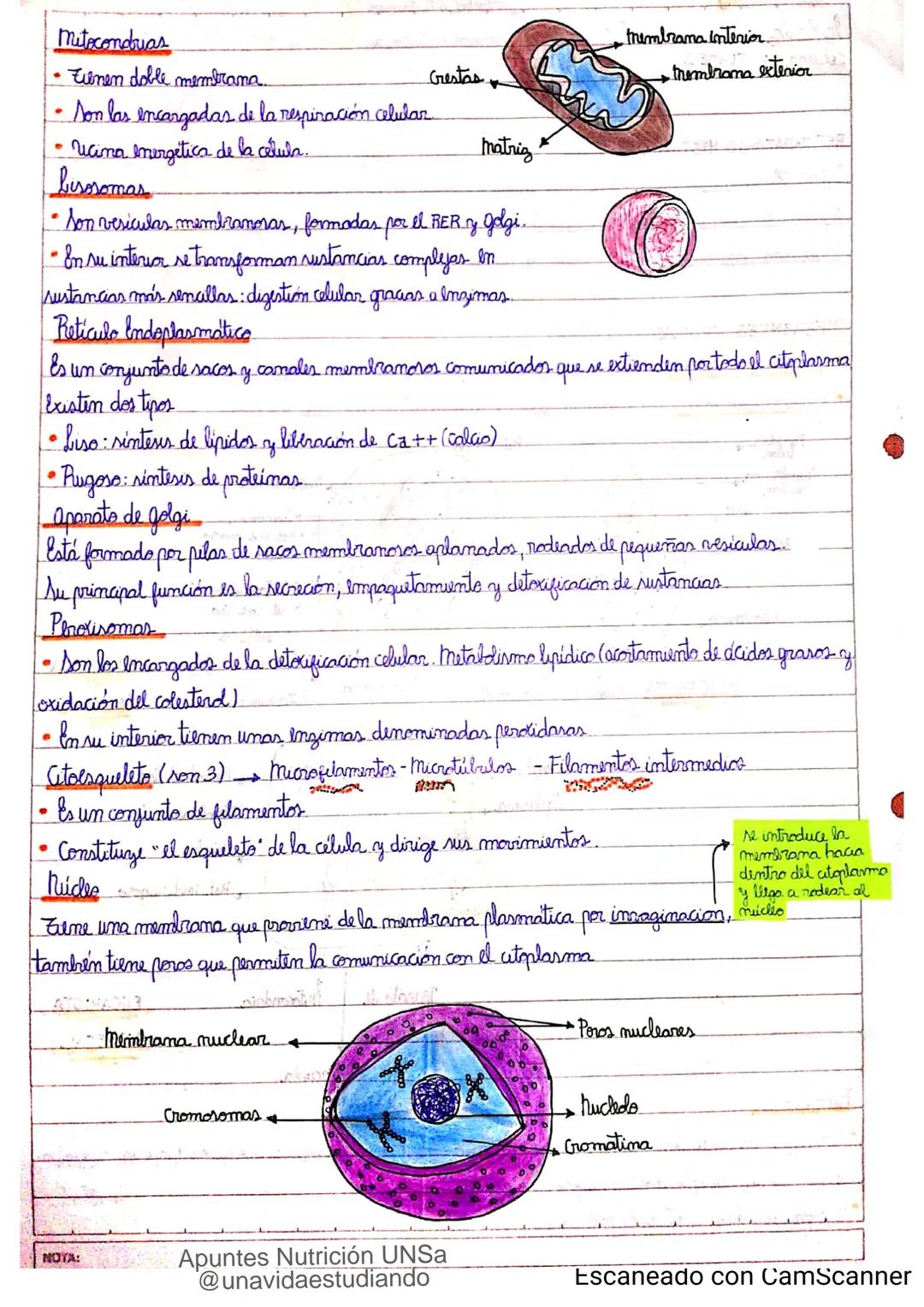 Introducción CLASE 1
ΑΝΑΤΟΜΙΑ 2020
y fisiologia
POSICION
ANATOMICA
Anatomia : Gencia que estudia las estructuras corporales y las relaciones