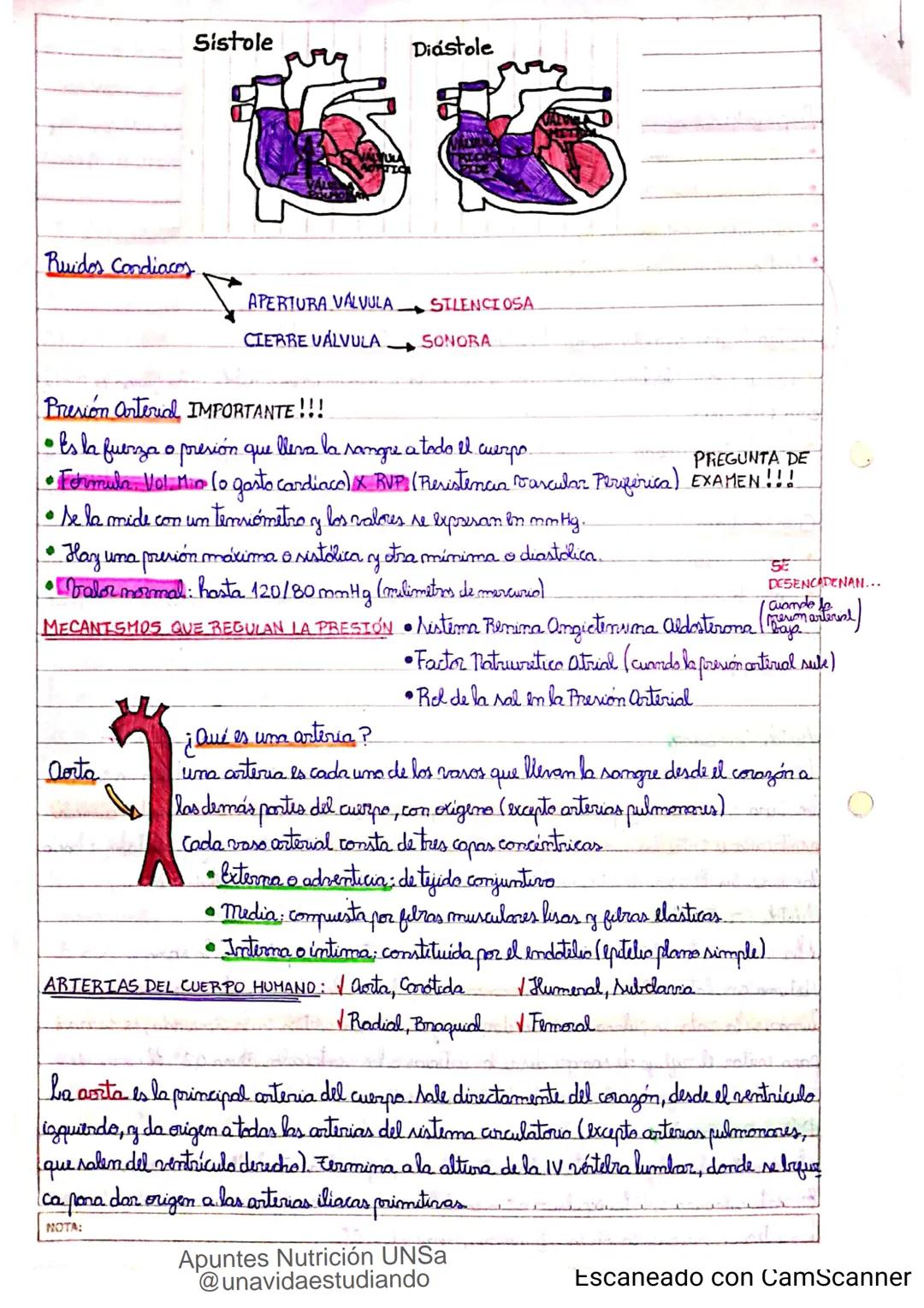 Introducción CLASE 1
ΑΝΑΤΟΜΙΑ 2020
y fisiologia
POSICION
ANATOMICA
Anatomia : Gencia que estudia las estructuras corporales y las relaciones