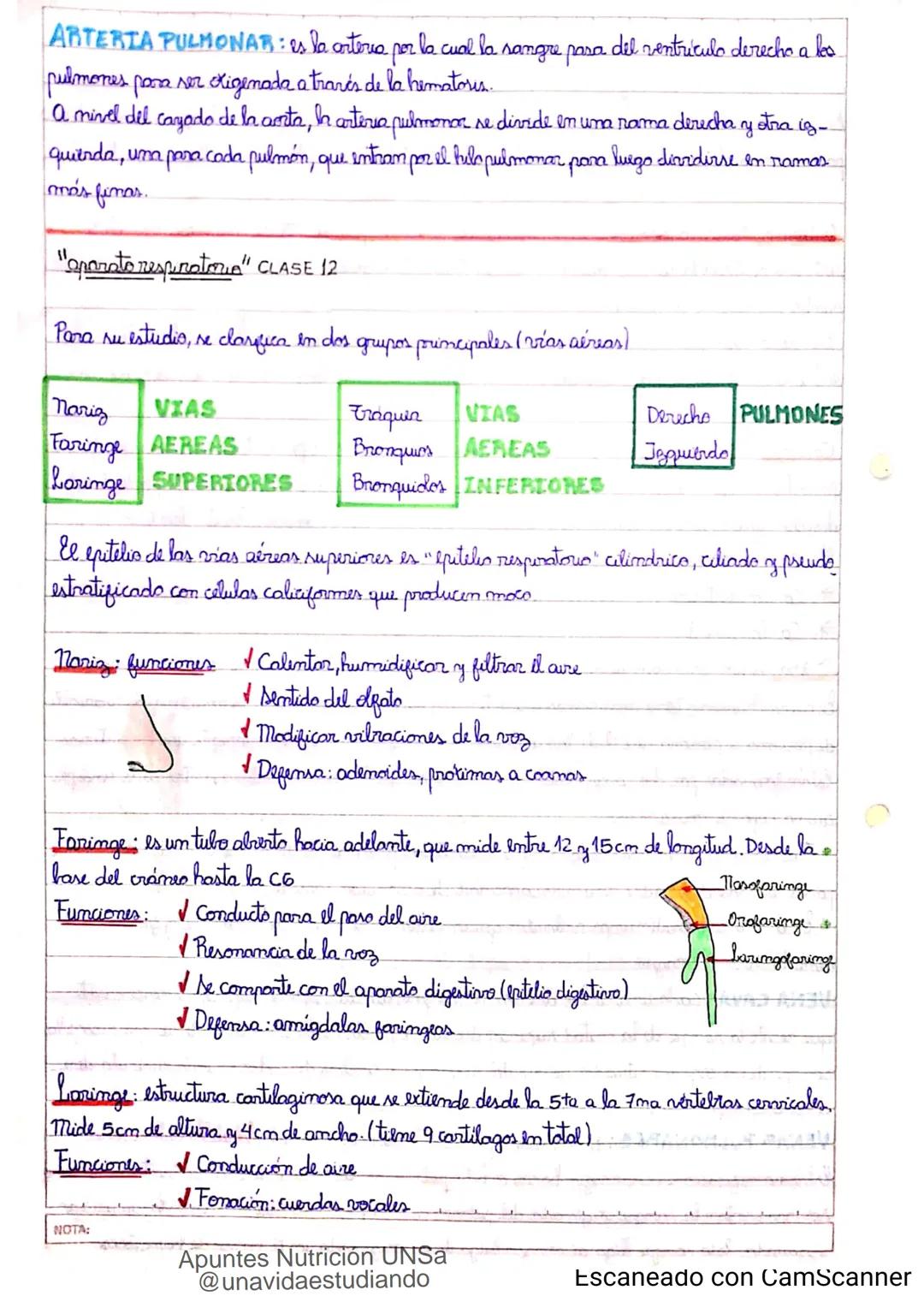 Introducción CLASE 1
ΑΝΑΤΟΜΙΑ 2020
y fisiologia
POSICION
ANATOMICA
Anatomia : Gencia que estudia las estructuras corporales y las relaciones